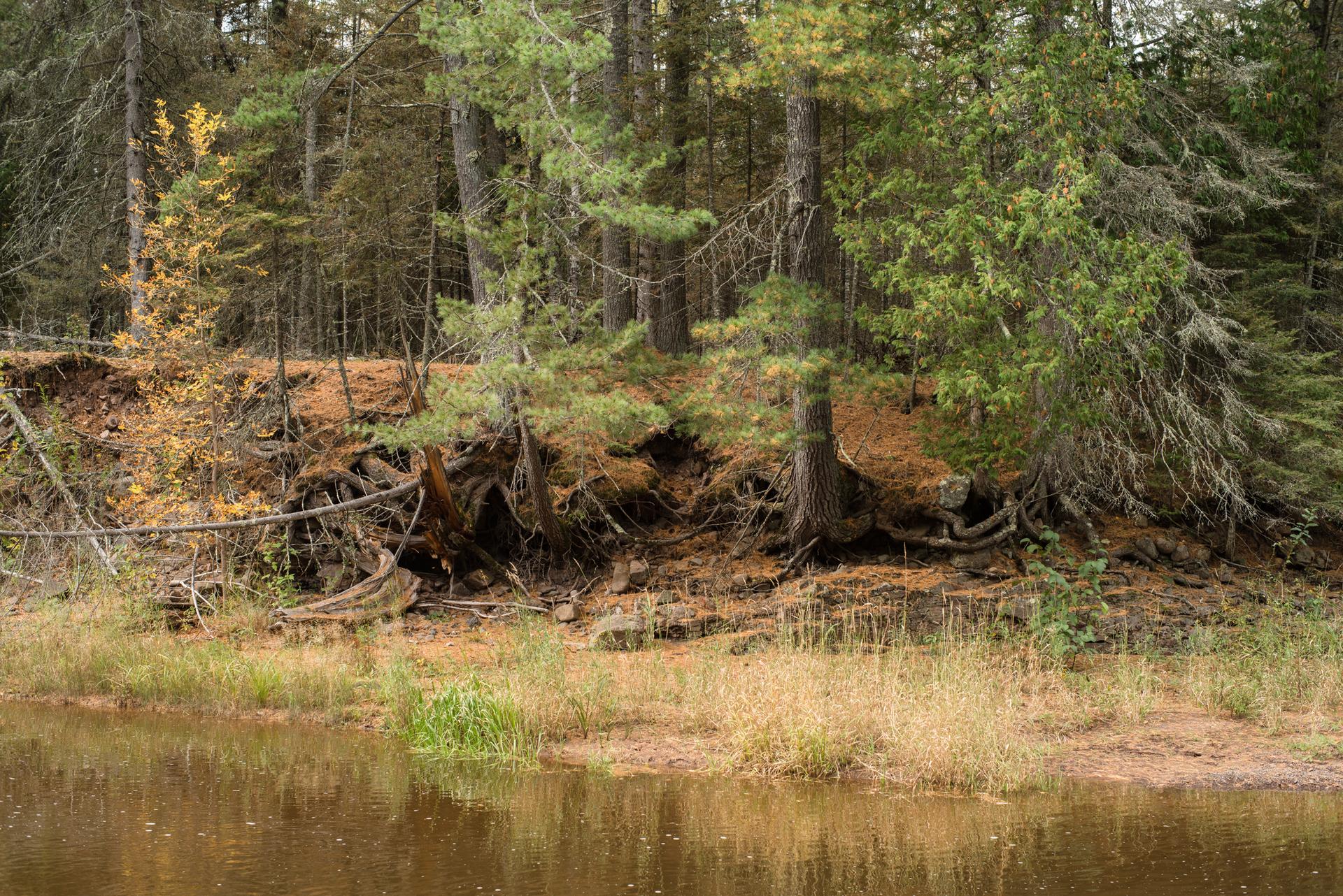 Dense forest on an eroded bank next to calm water under overcast skies.