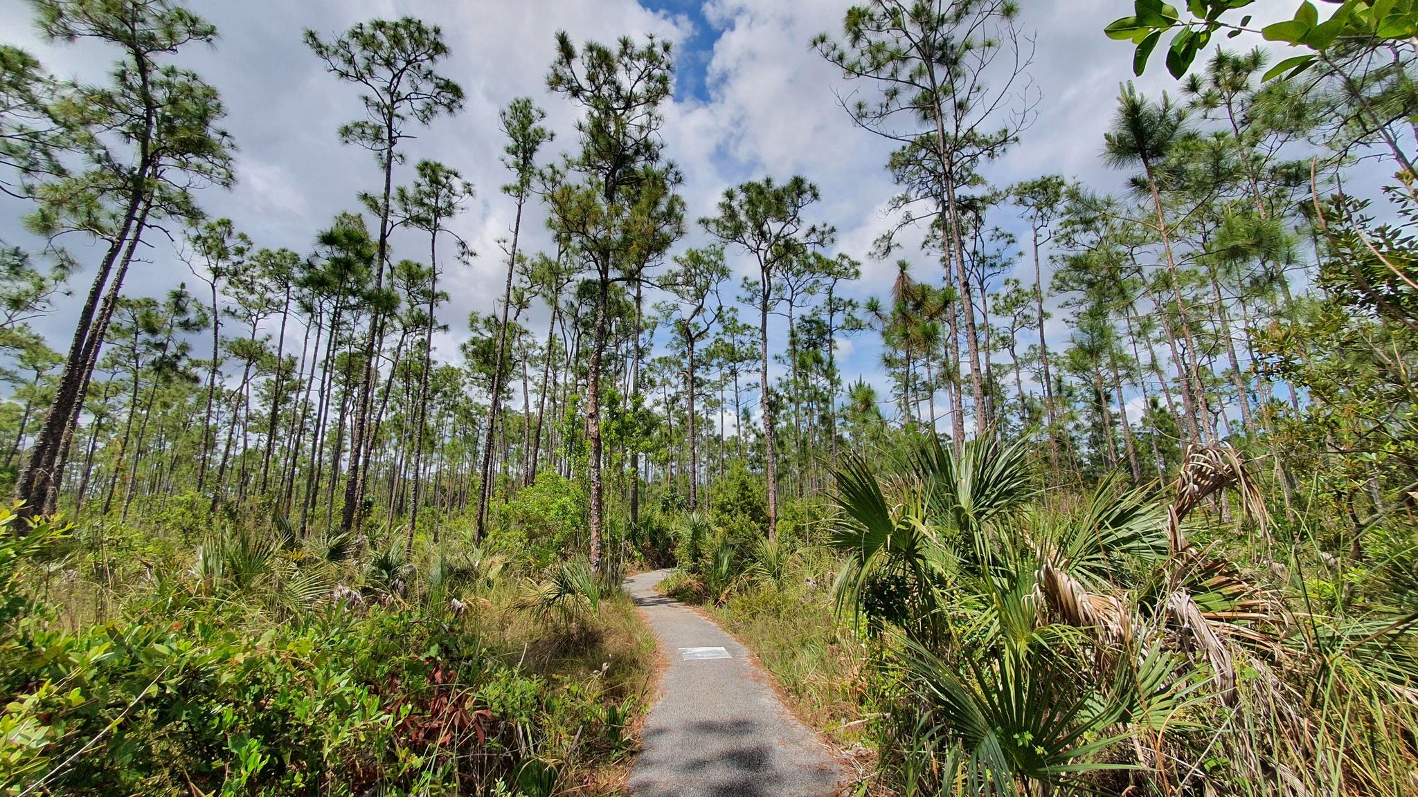 Wide view of a winding path through a pine forest with blue sky.