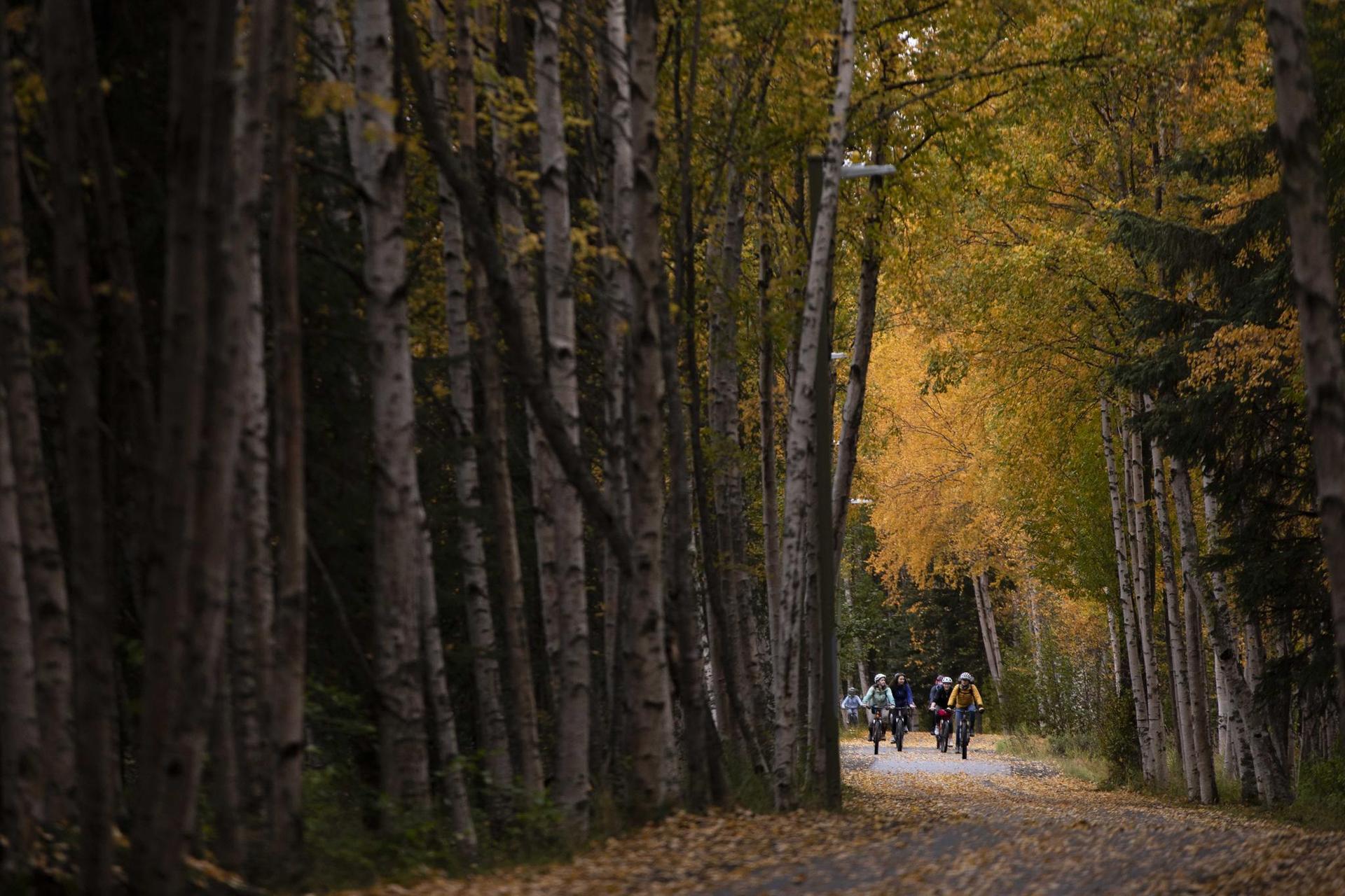 Cyclists on a leaf-strewn forest path with tall autumn trees.