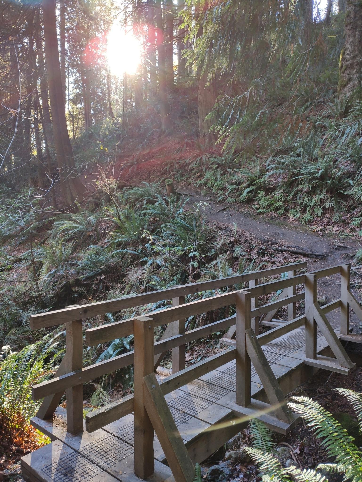 Licorice Fern Trail naar Shy Bear - 0