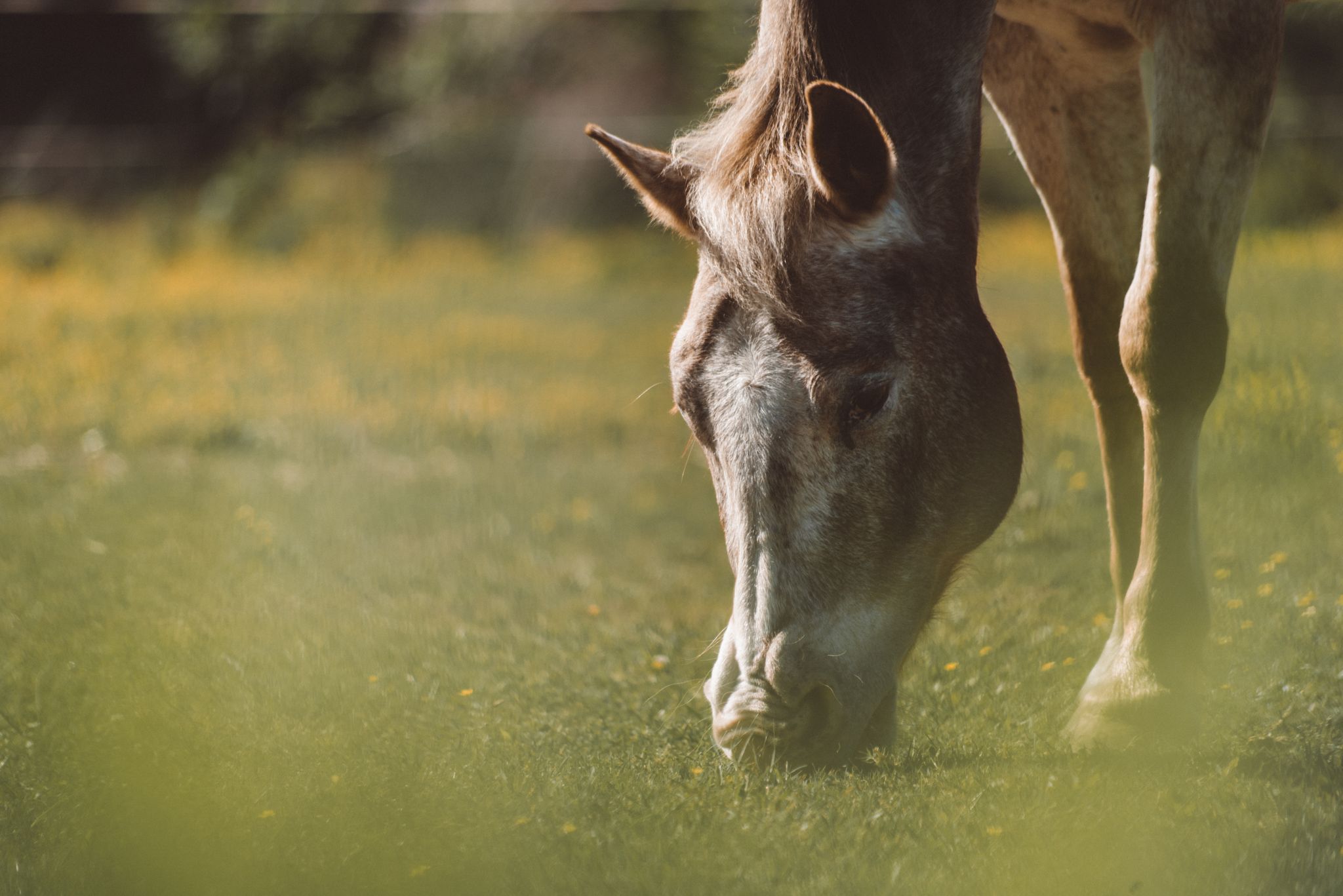 A dappled horse grazes in a sunlit green pasture. - Summit Knobs loop