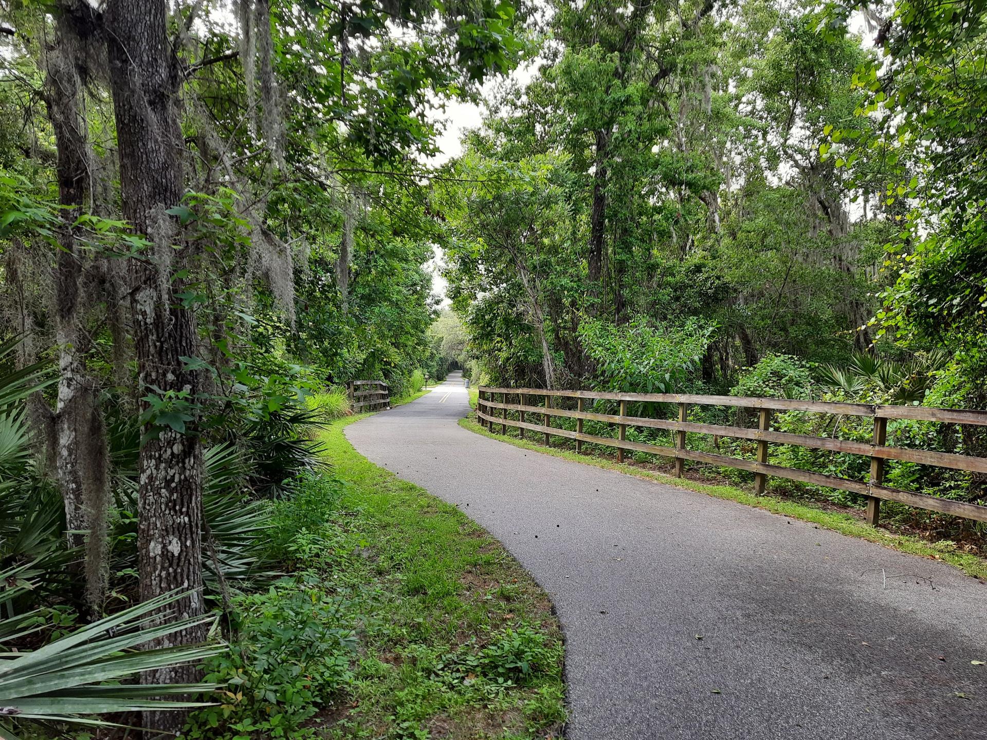 A winding paved path through a lush green forest with a wooden fence.