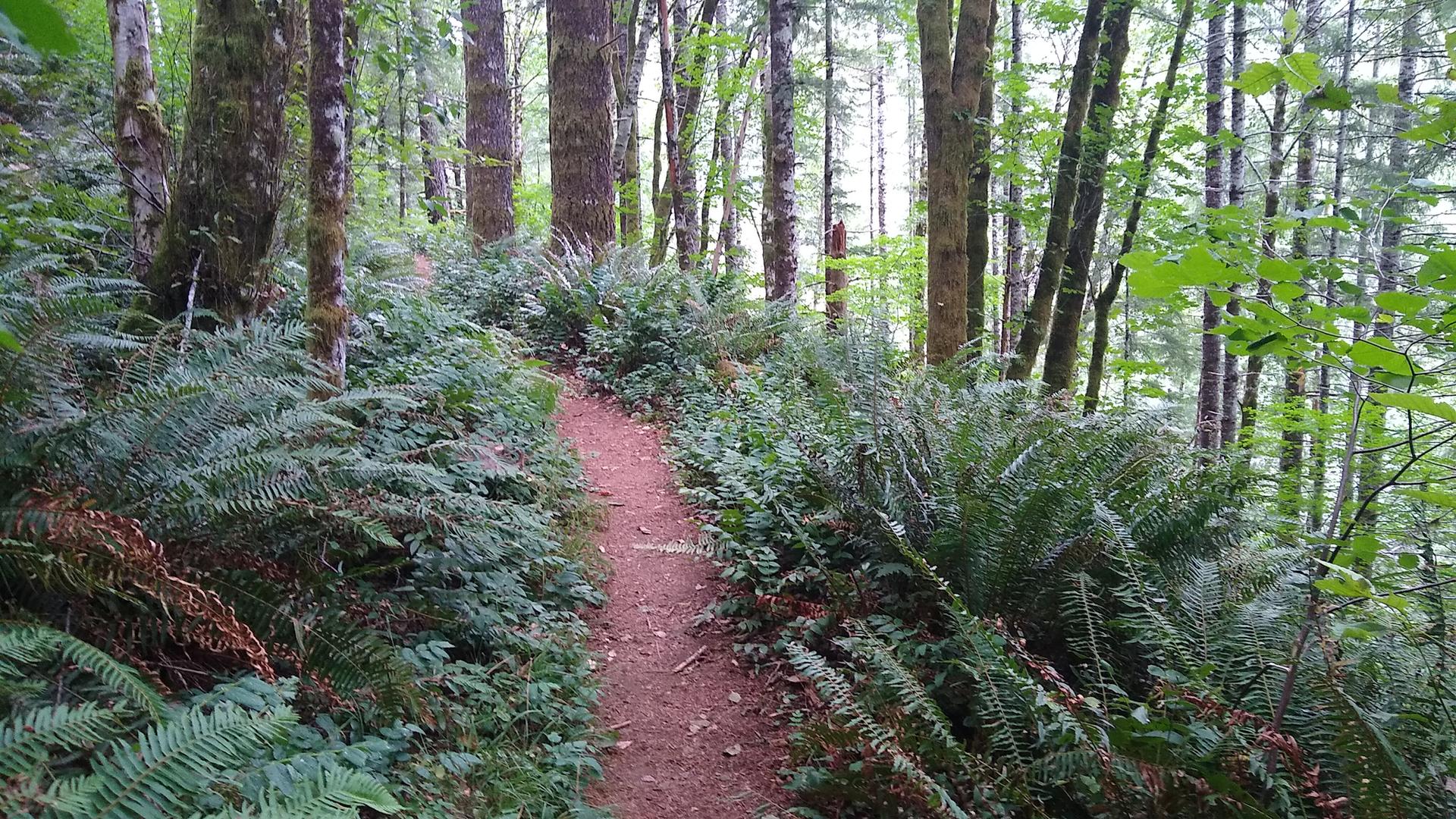 A winding dirt trail through a lush, green forest with dense ferns.