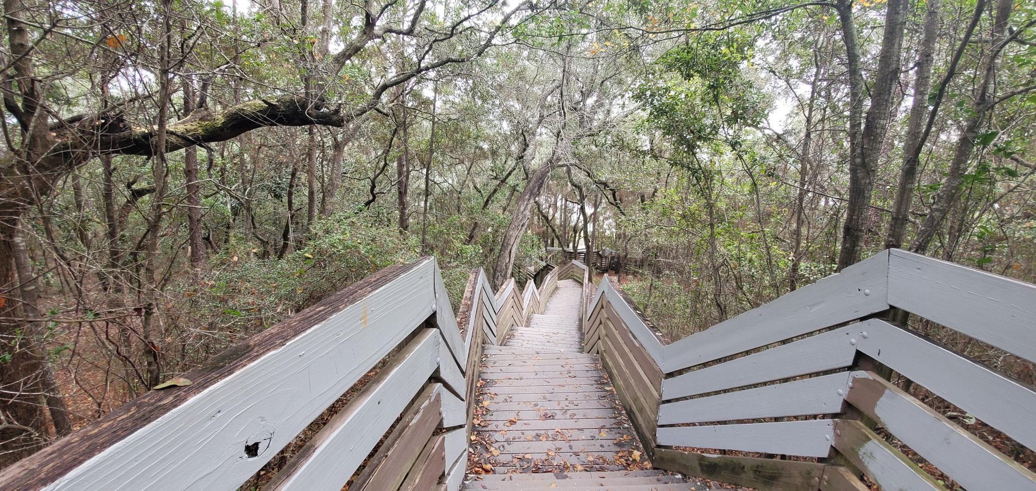 Wooden boardwalk stairs descend into a dense, green forest under soft light.