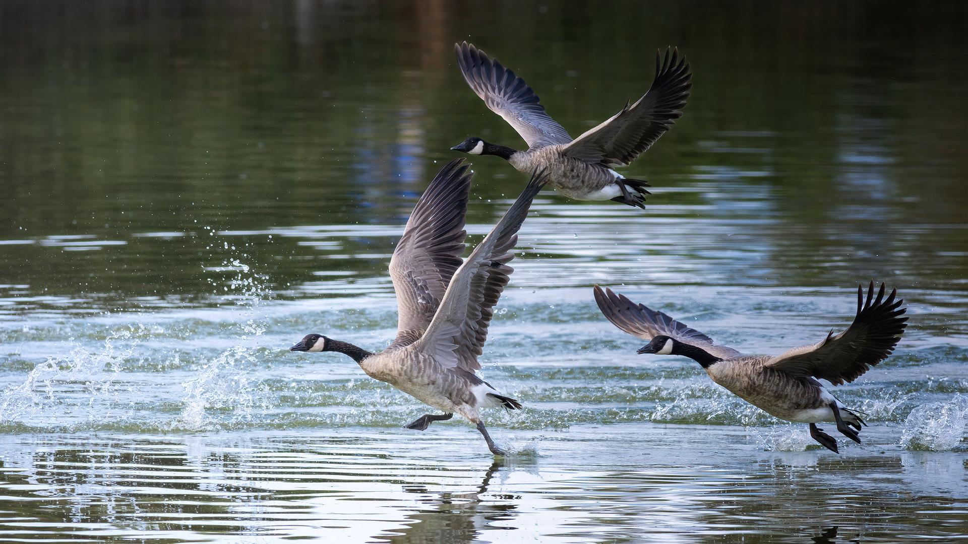 Three geese take flight, running across the water, creating splashes.
