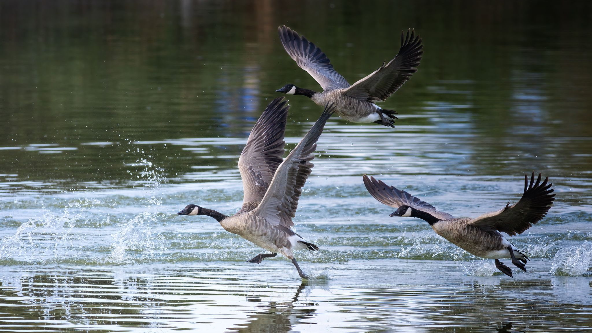 Three geese take flight, running across the water, creating splashes. - San Francisco Bay Trail Loop