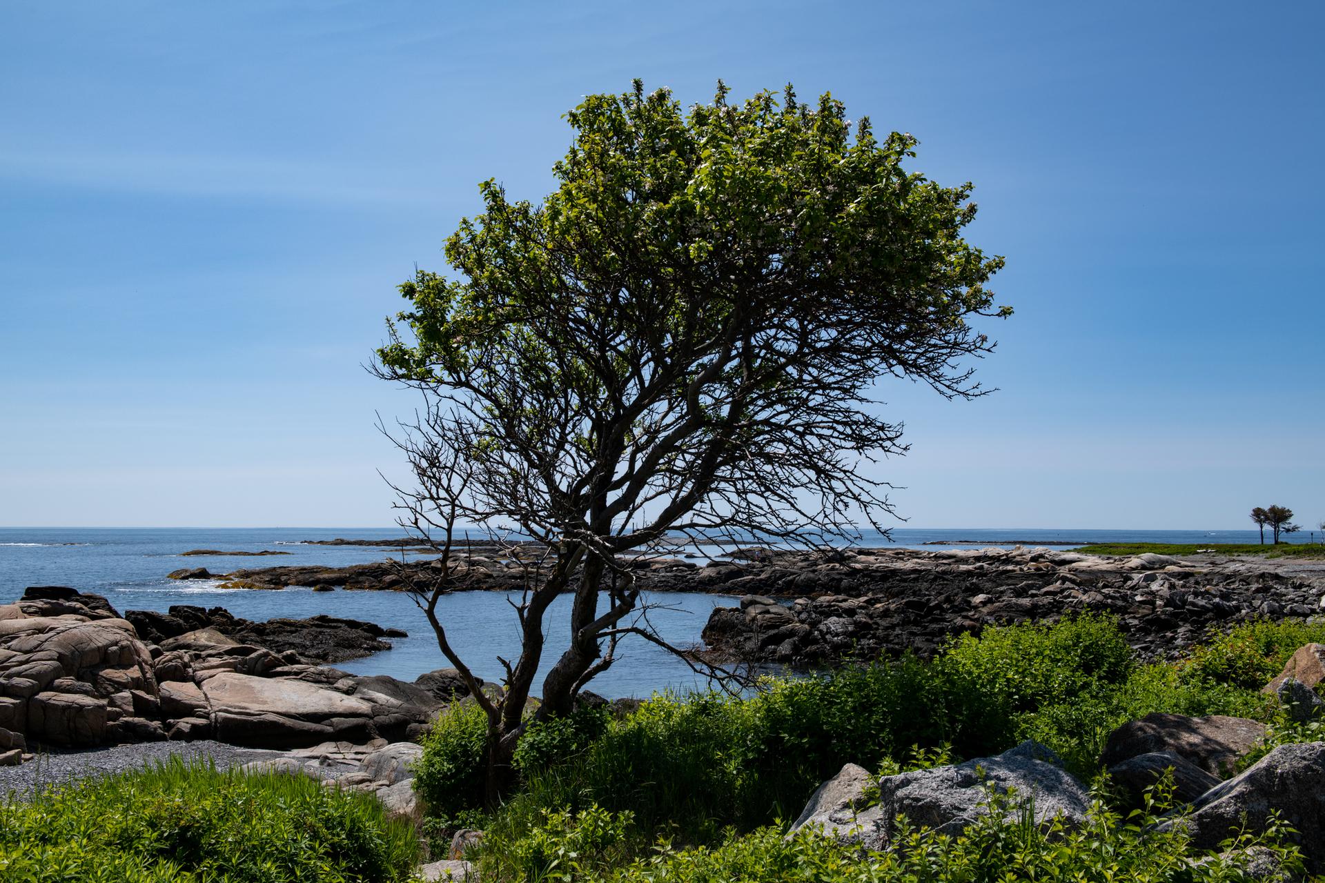 A green tree stands by a rocky ocean shore on a sunny day.