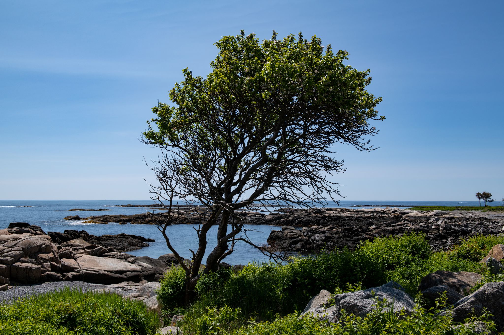 A green tree stands by a rocky ocean shore on a sunny day. - Bayley's Lobster Pound – Old Orchard Beach loop from Blue Point Preserve