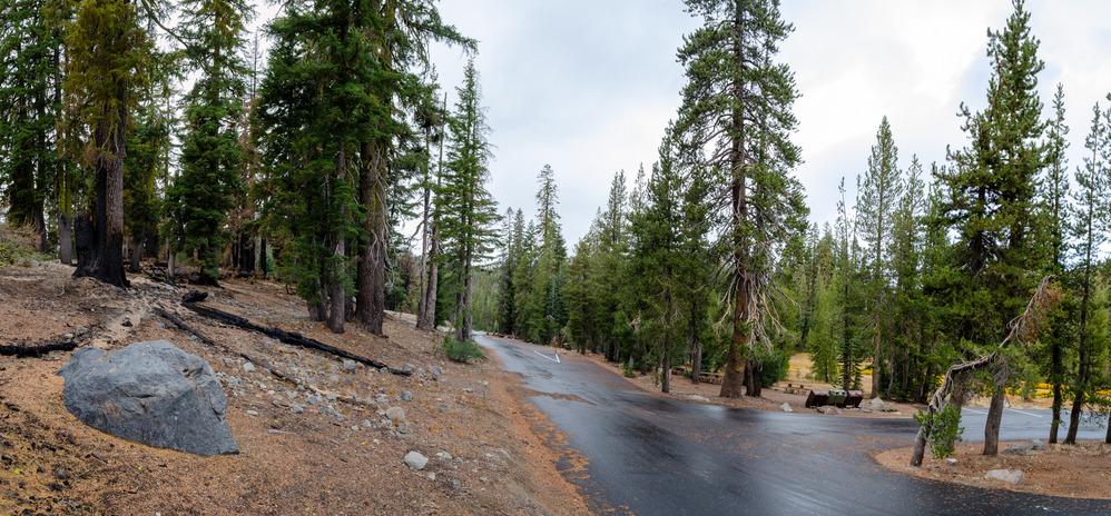 Wet paved road winding through a dense, green forest on an overcast day.