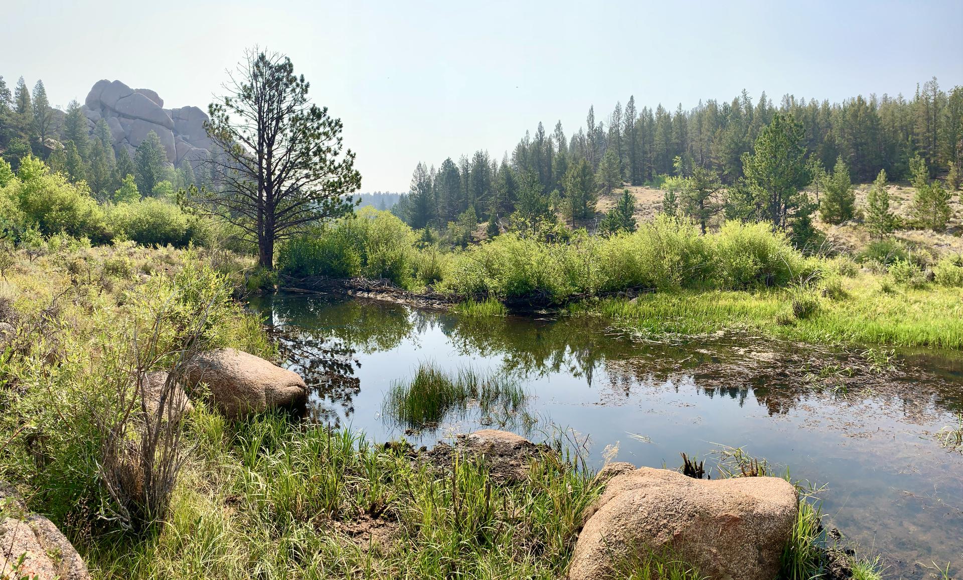 Calm pond reflects a pine tree, surrounded by green bushes and distant forest.