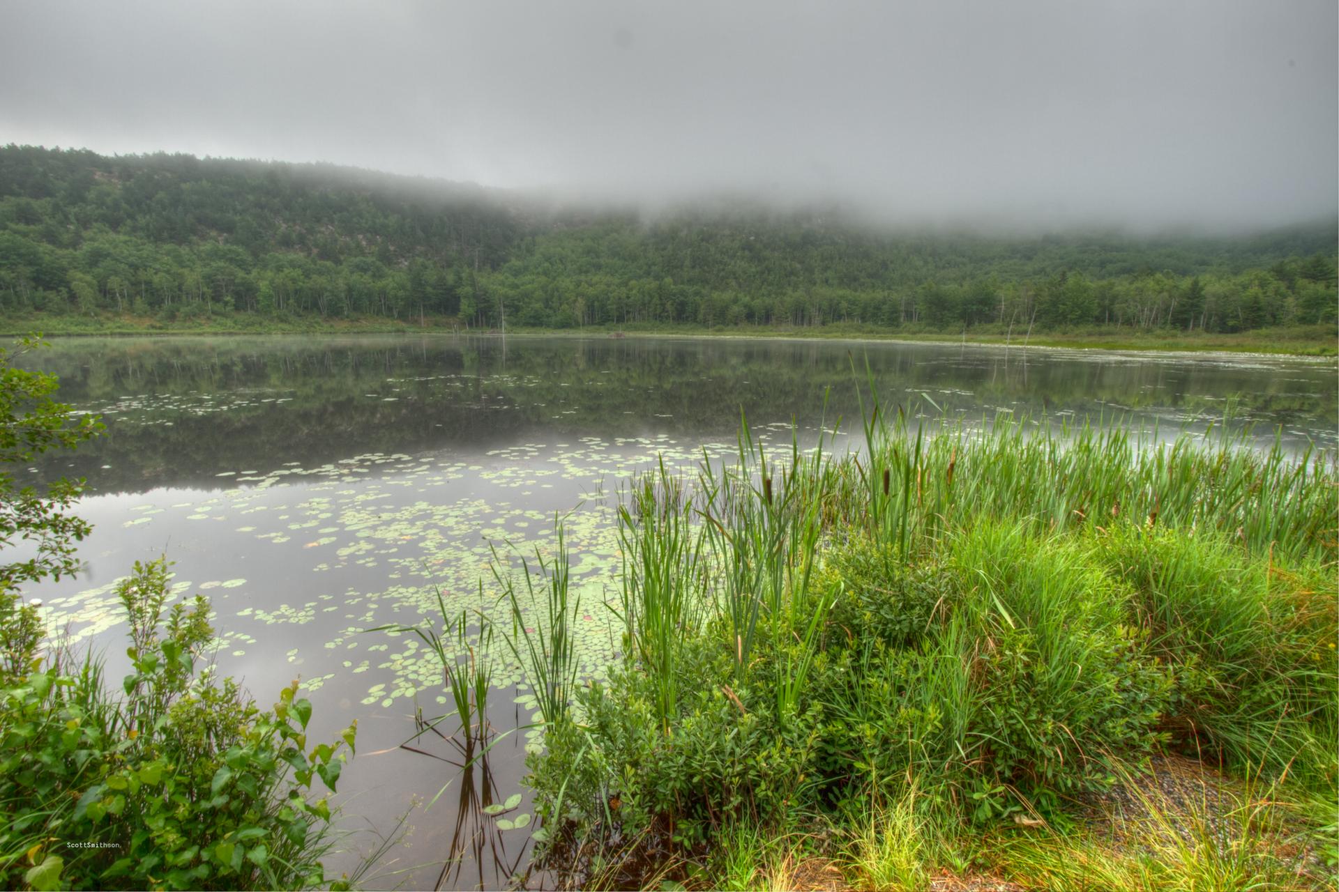 Foggy lake with lily pads and reeds, surrounded by forested hills.