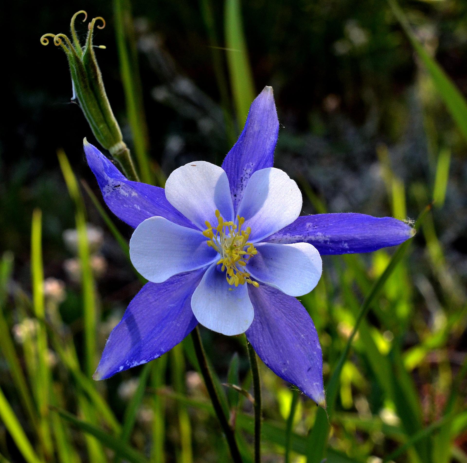Close-up of a vibrant blue and white flower with a yellow center.