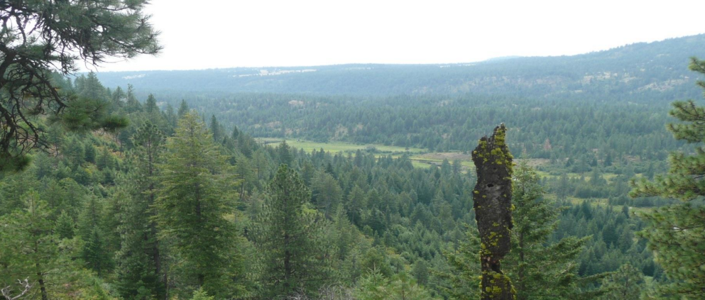Overcast view of a dense evergreen forest valley with a mossy stump. - Rustler's Gulch - Holly Road Loop Trail