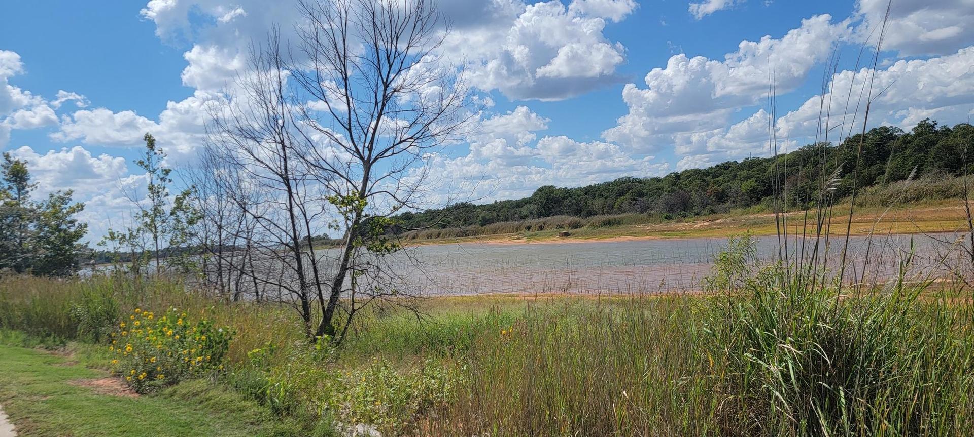 Sunny day over a lake with bare trees and green grass foreground.