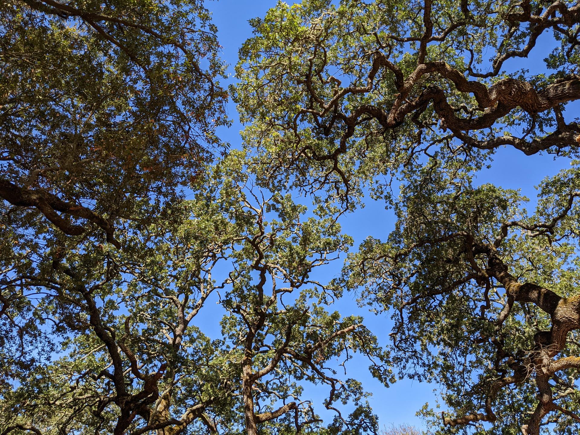 Looking up at dense green tree canopies against a bright blue sky.