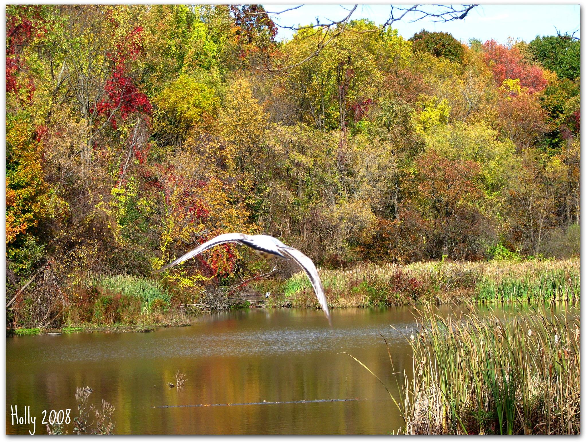 White bird flying low over a pond with colorful autumn trees.