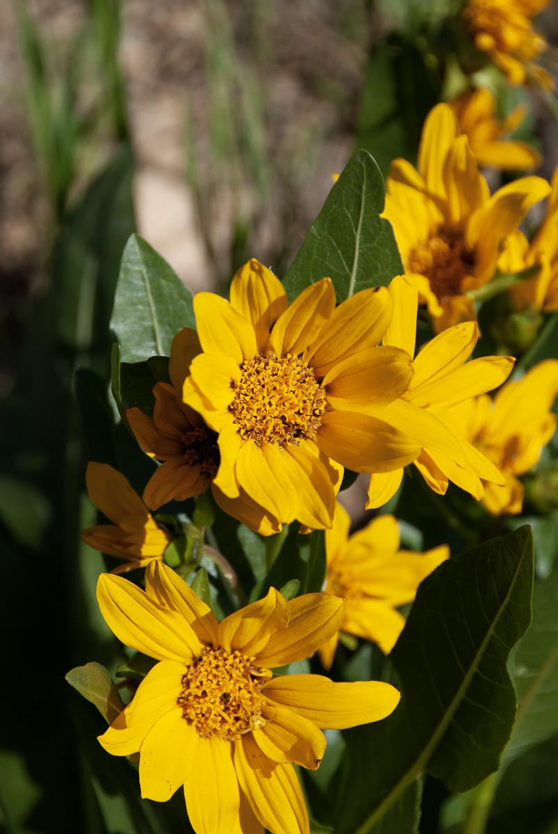 Close-up of vibrant yellow wildflowers with green leaves in bright sunlight.
