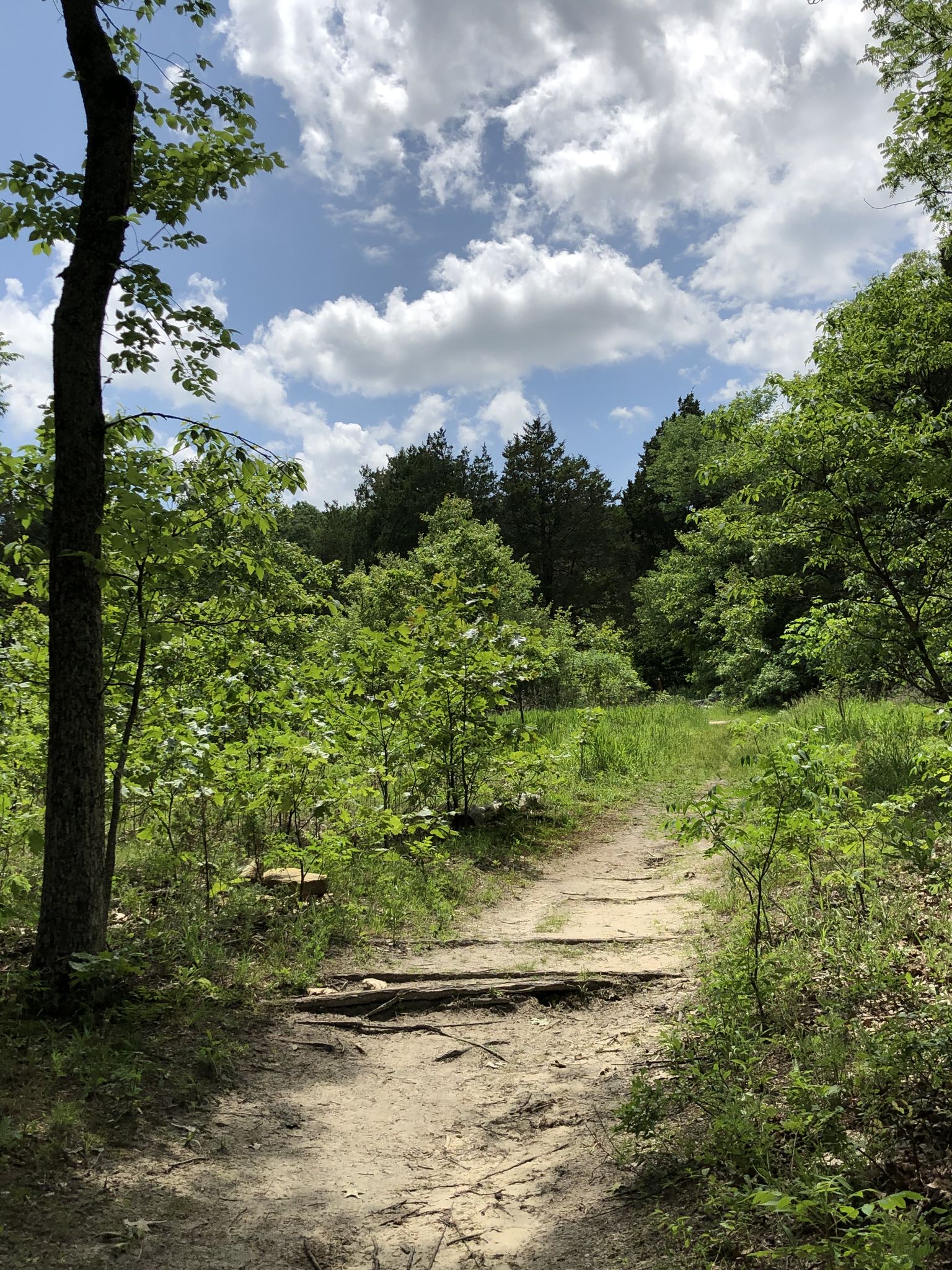 A sunlit dirt path winding through a vibrant green forest under a cloudy sky. - Sandstone Canyon Trail
