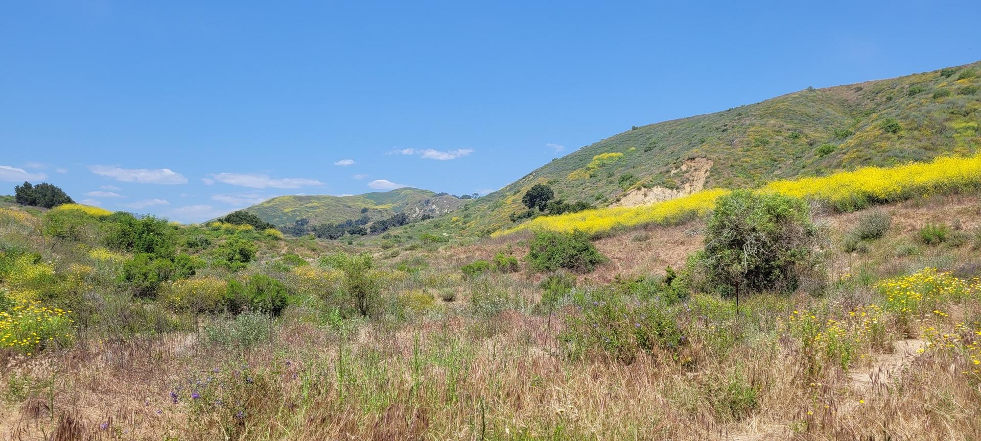 A wide valley with green and yellow hills under a clear blue sky.
