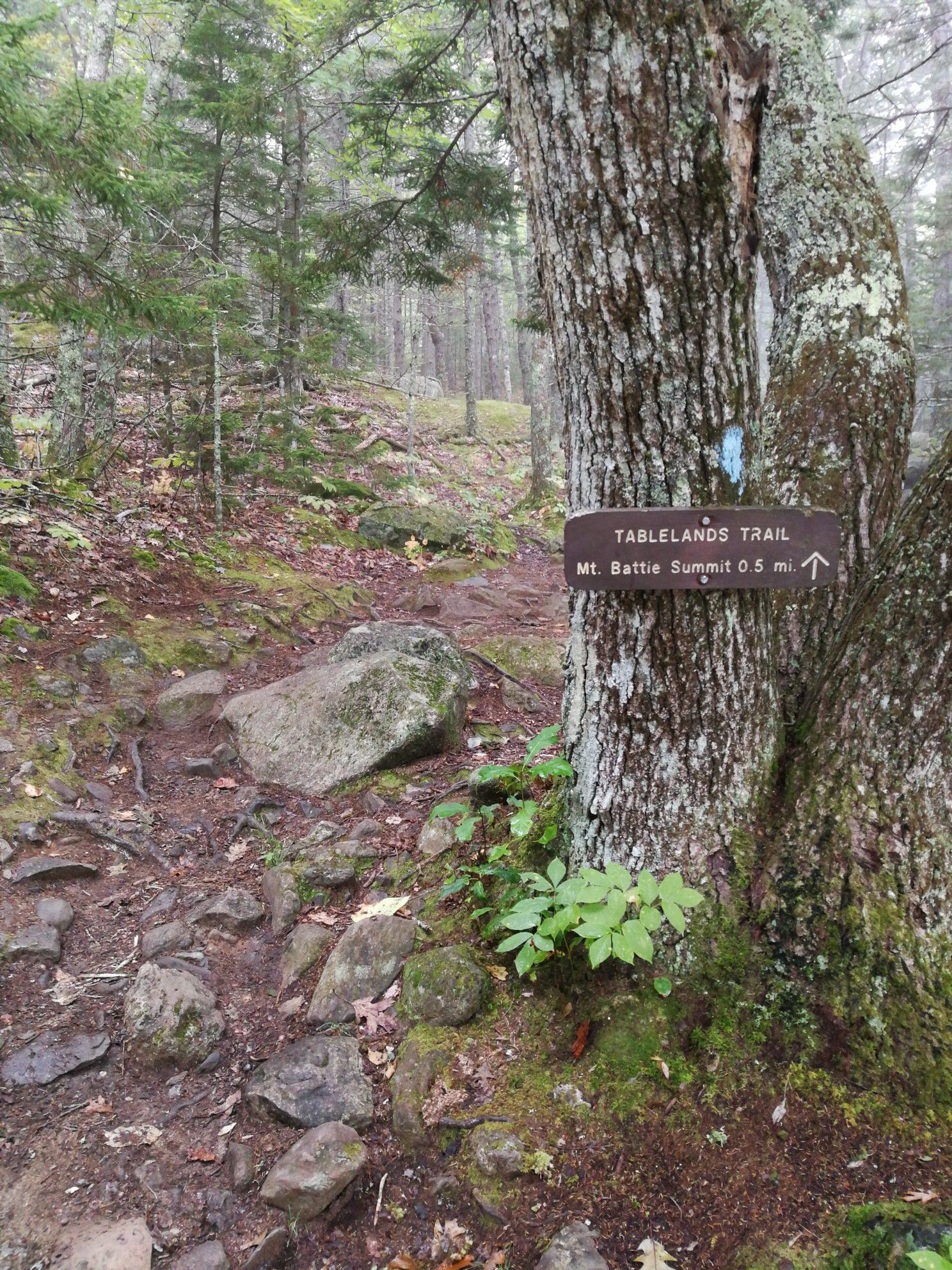 A wooden trail sign on a tree beside a rocky, mossy forest path. - Nature and Tablelands Trail