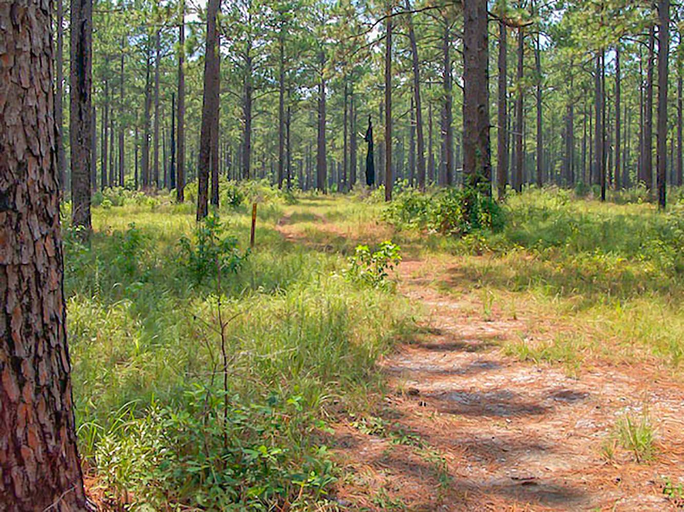 A sunlit dirt path winds through a dense pine forest with green undergrowth. - Sandstone Multiple-Use Trail
