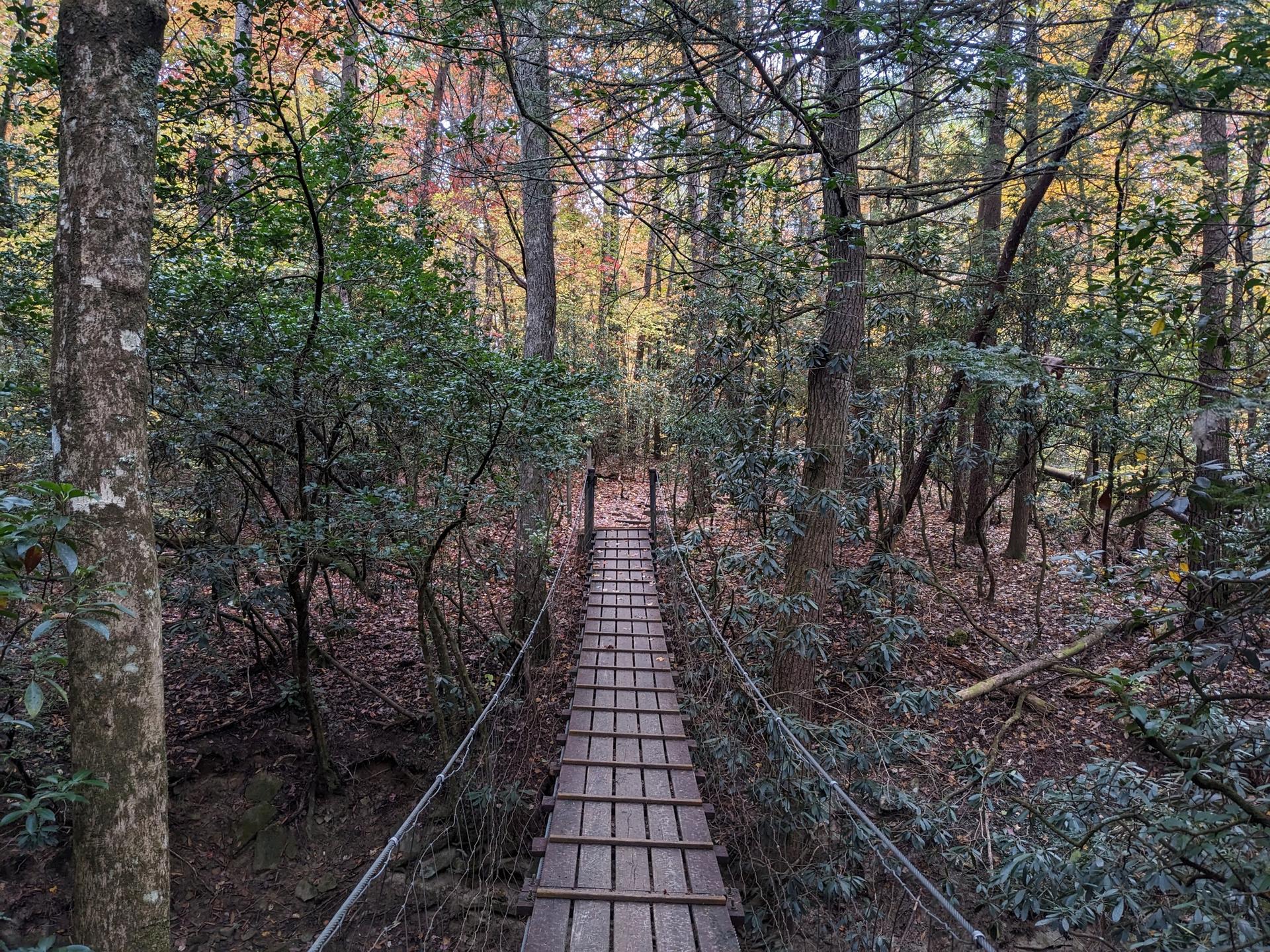A wooden suspension bridge stretches through a sun-dappled, green forest.