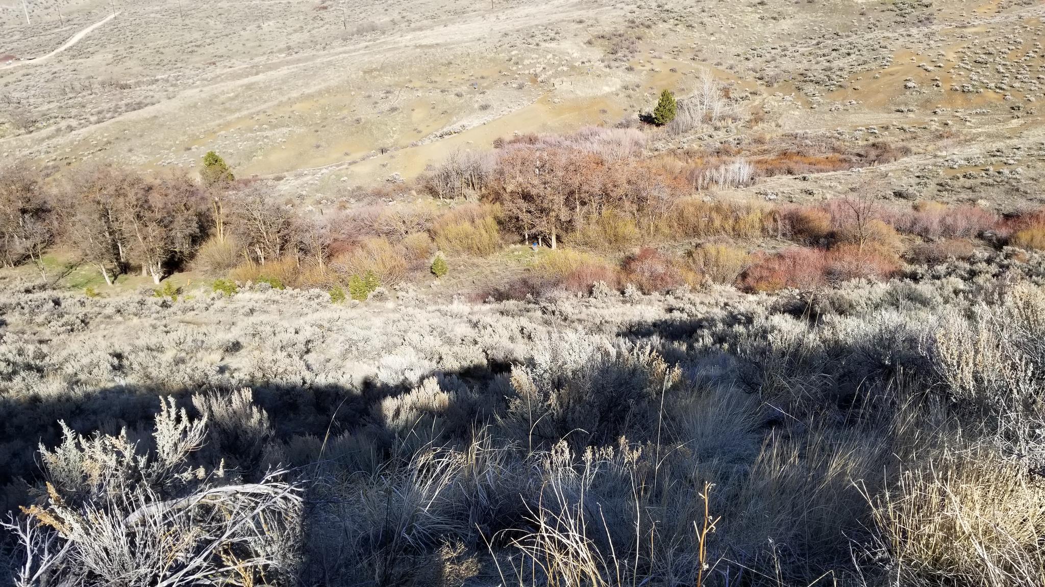Sunny, dry hillside with sparse sagebrush and a band of colorful autumn trees.