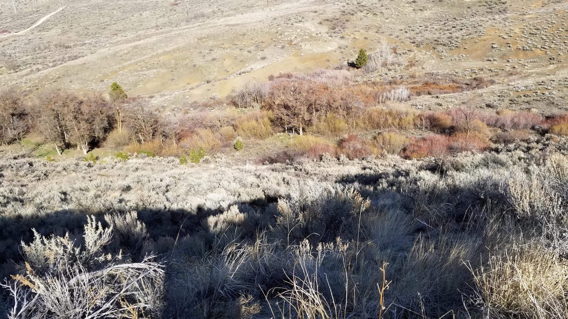 Sunny, dry hillside with sparse sagebrush and a band of colorful autumn trees.