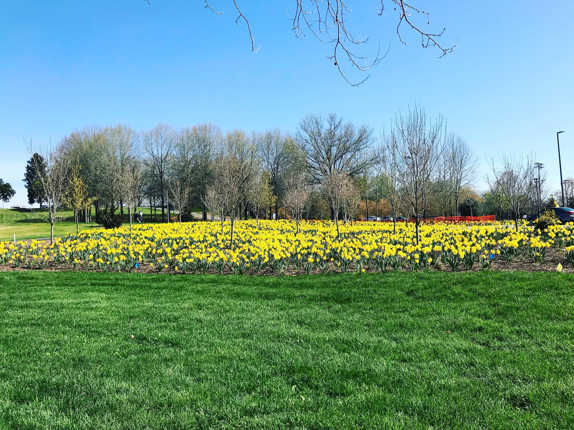 Vibrant yellow flowers bloom in a sunny field with green grass and trees.