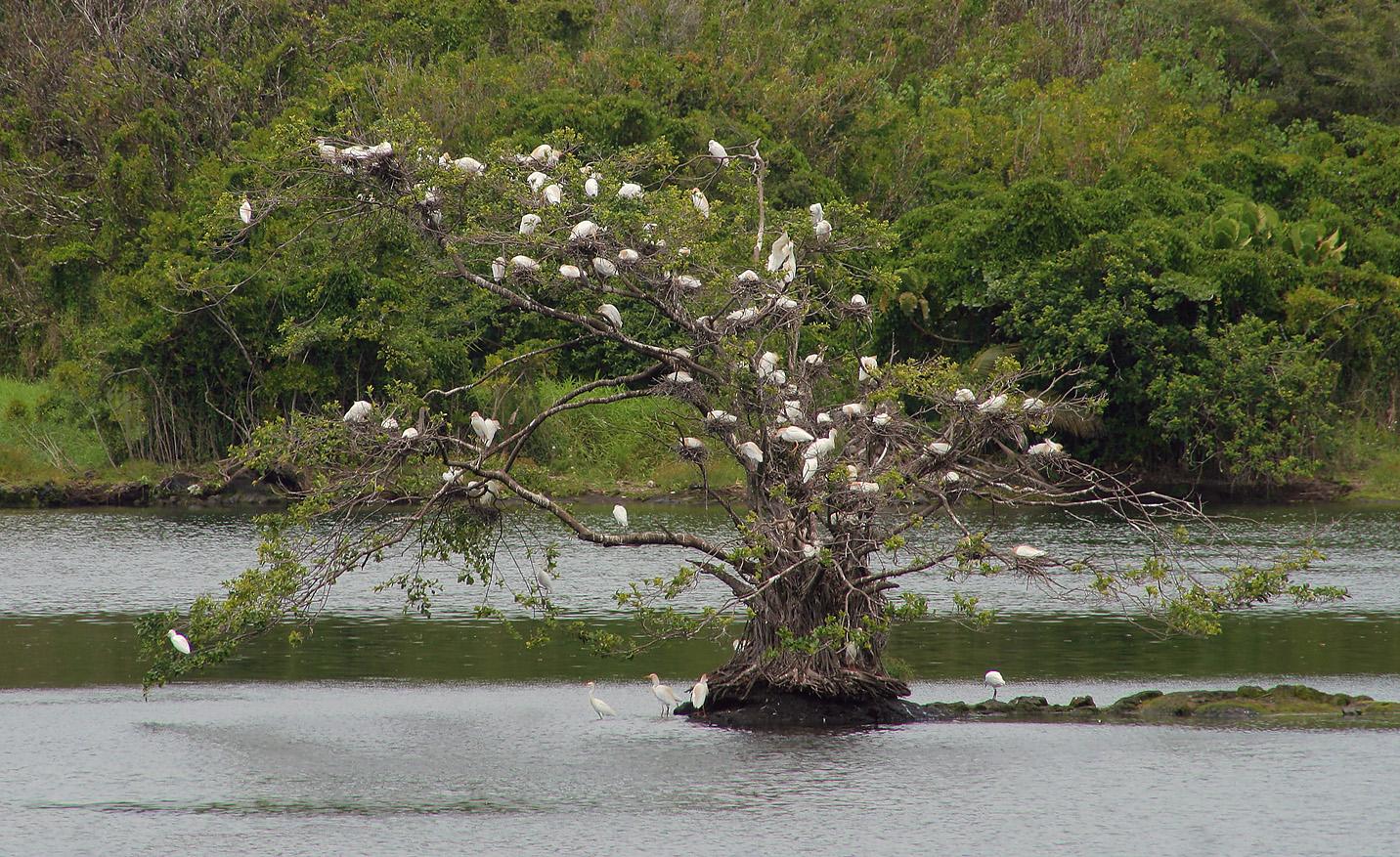 A tree in calm water filled with many white birds and nests.