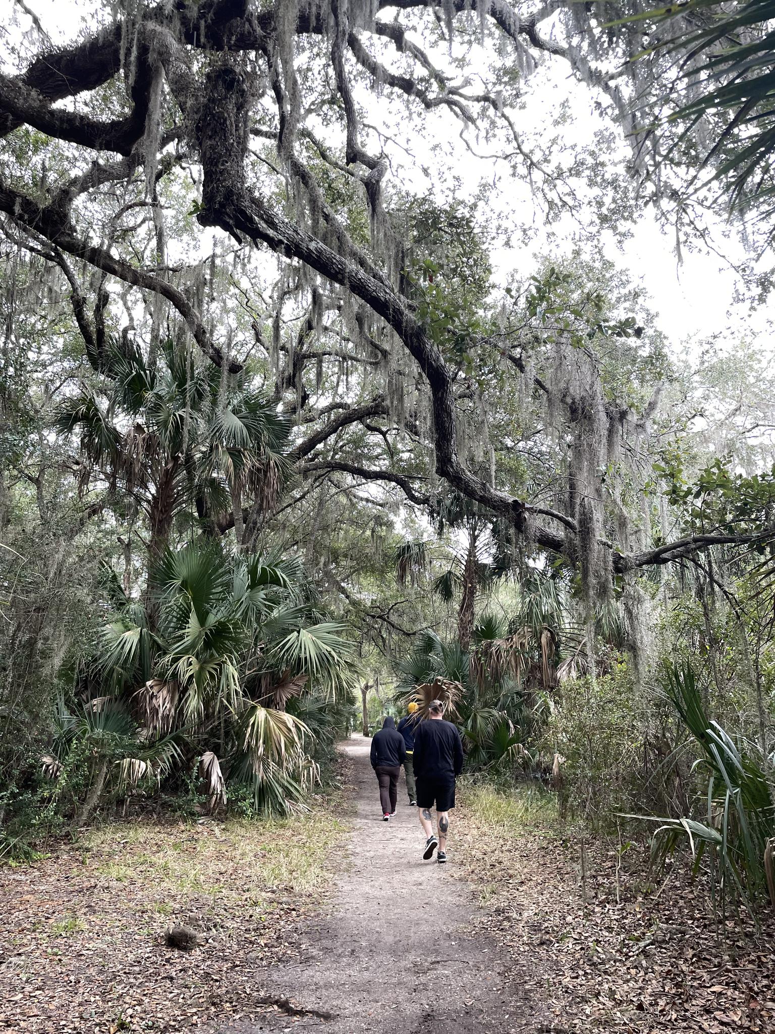 People walk on a dirt path through a mossy forest on an overcast day.