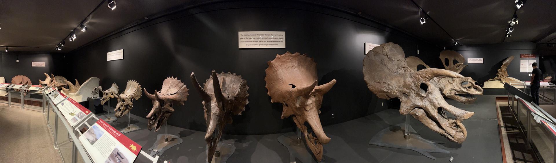 Museum exhibit displaying many large dinosaur skull fossils under dim lighting.