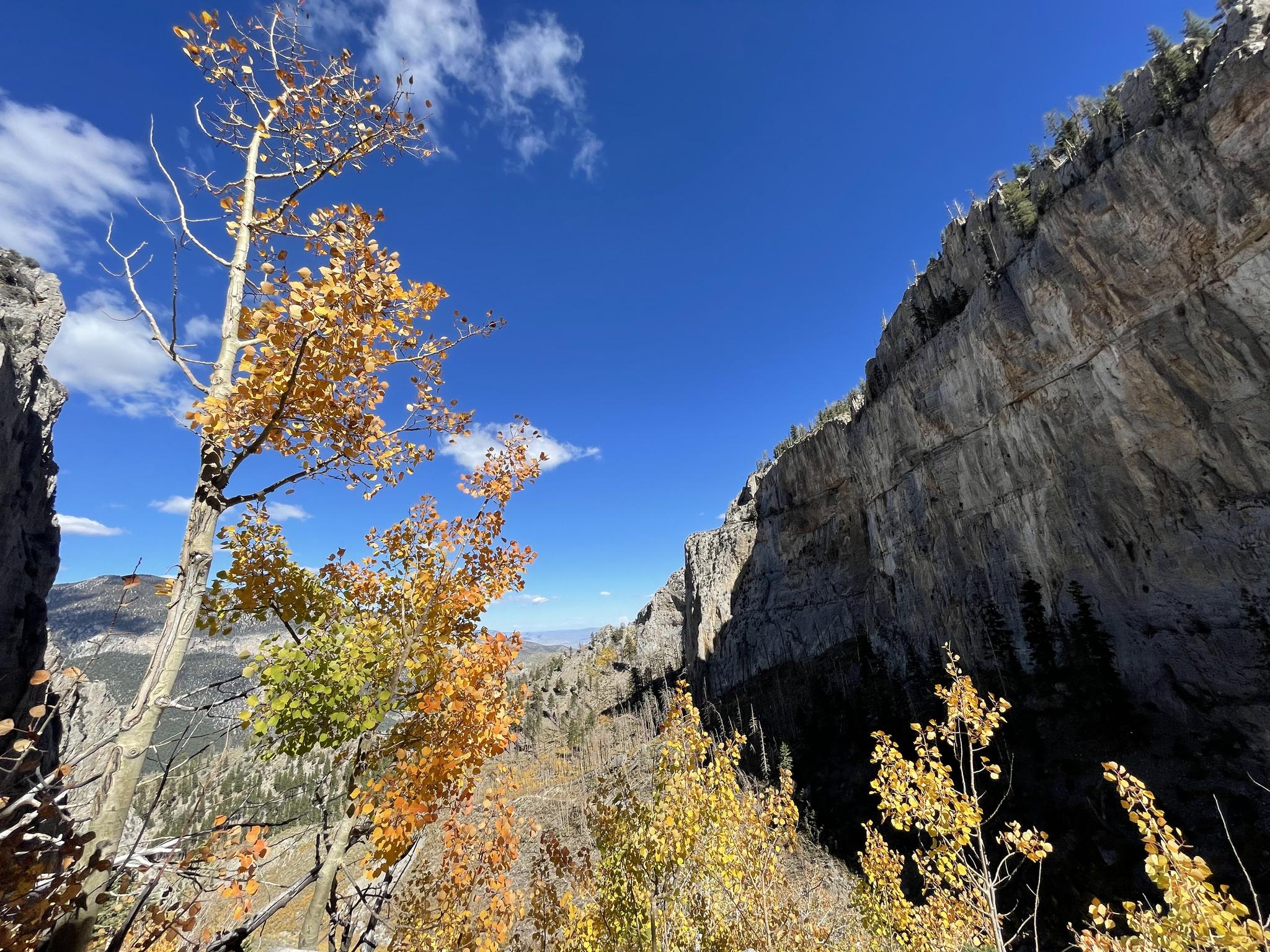 Bright yellow autumn leaves on trees against a dramatic rocky cliff and blue sky.