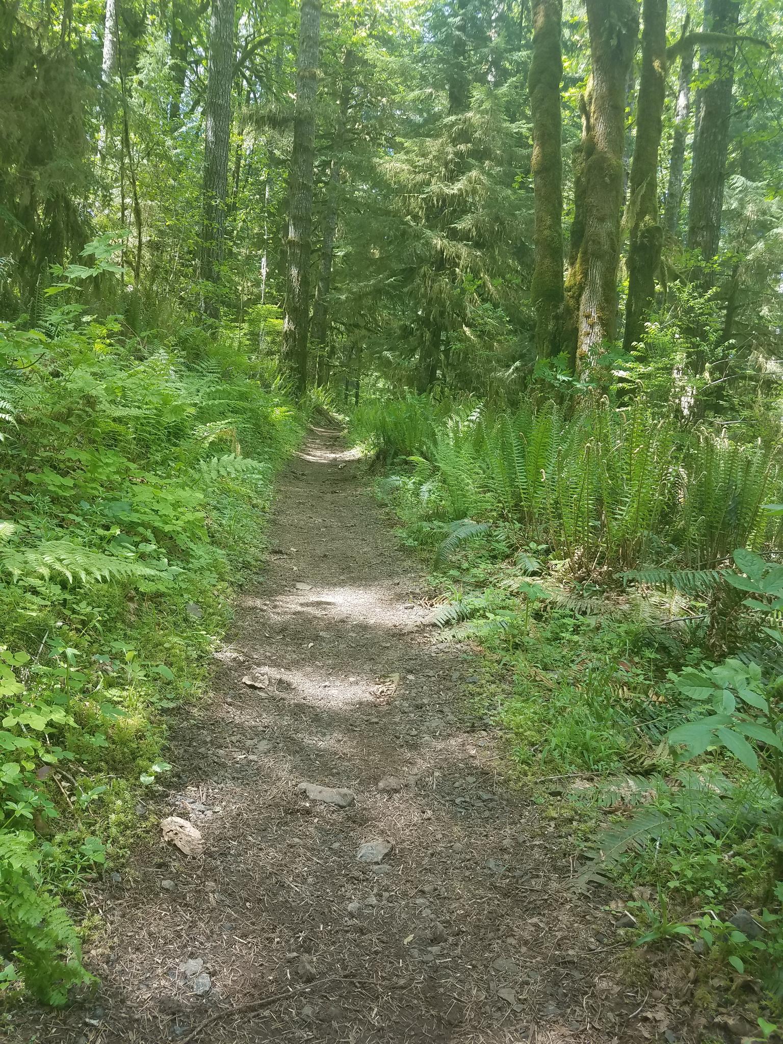 A dirt path winds through a lush green forest with dappled sunlight.