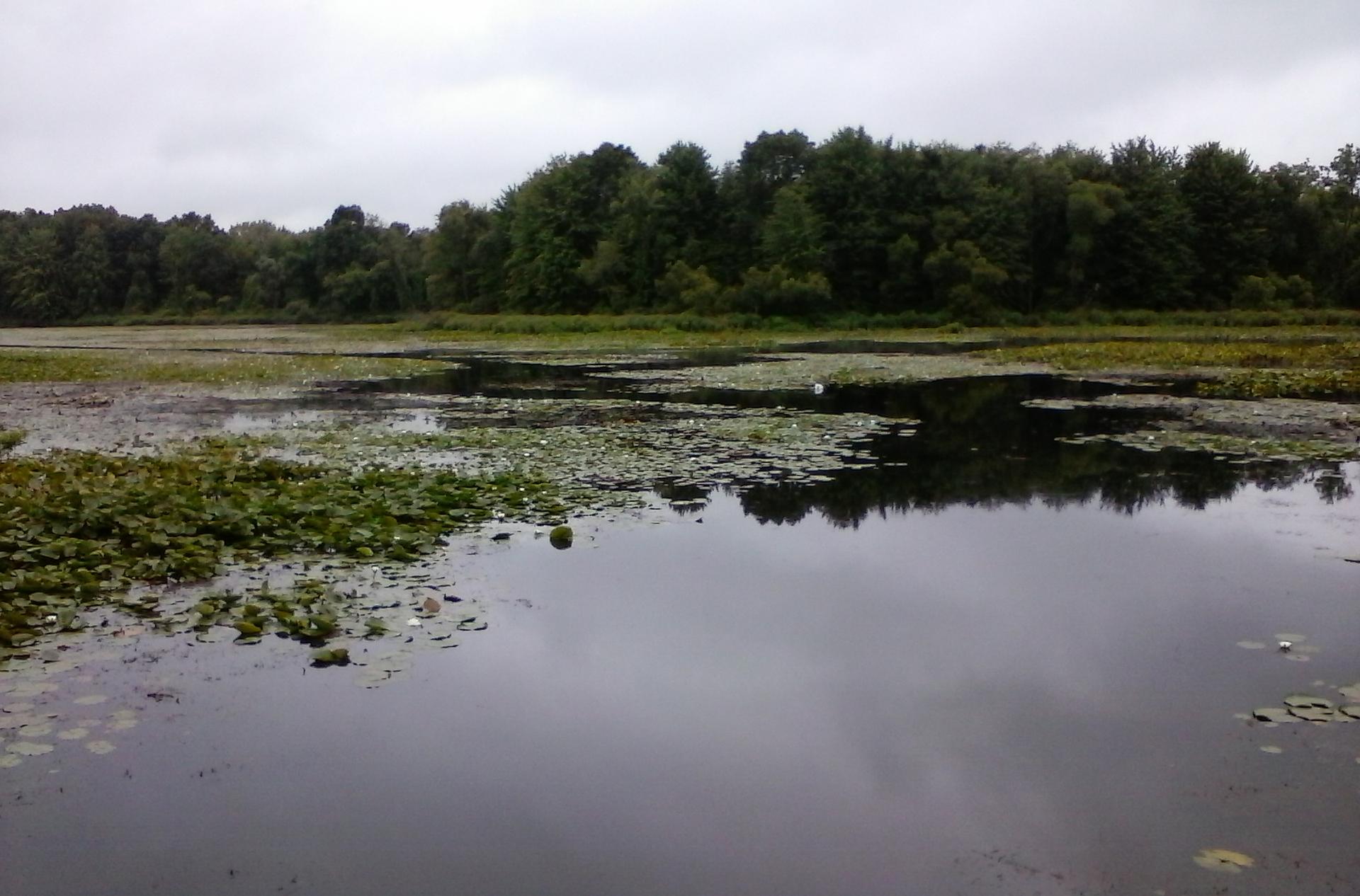 Overcast view of a marshy lake with lily pads and dense forest.