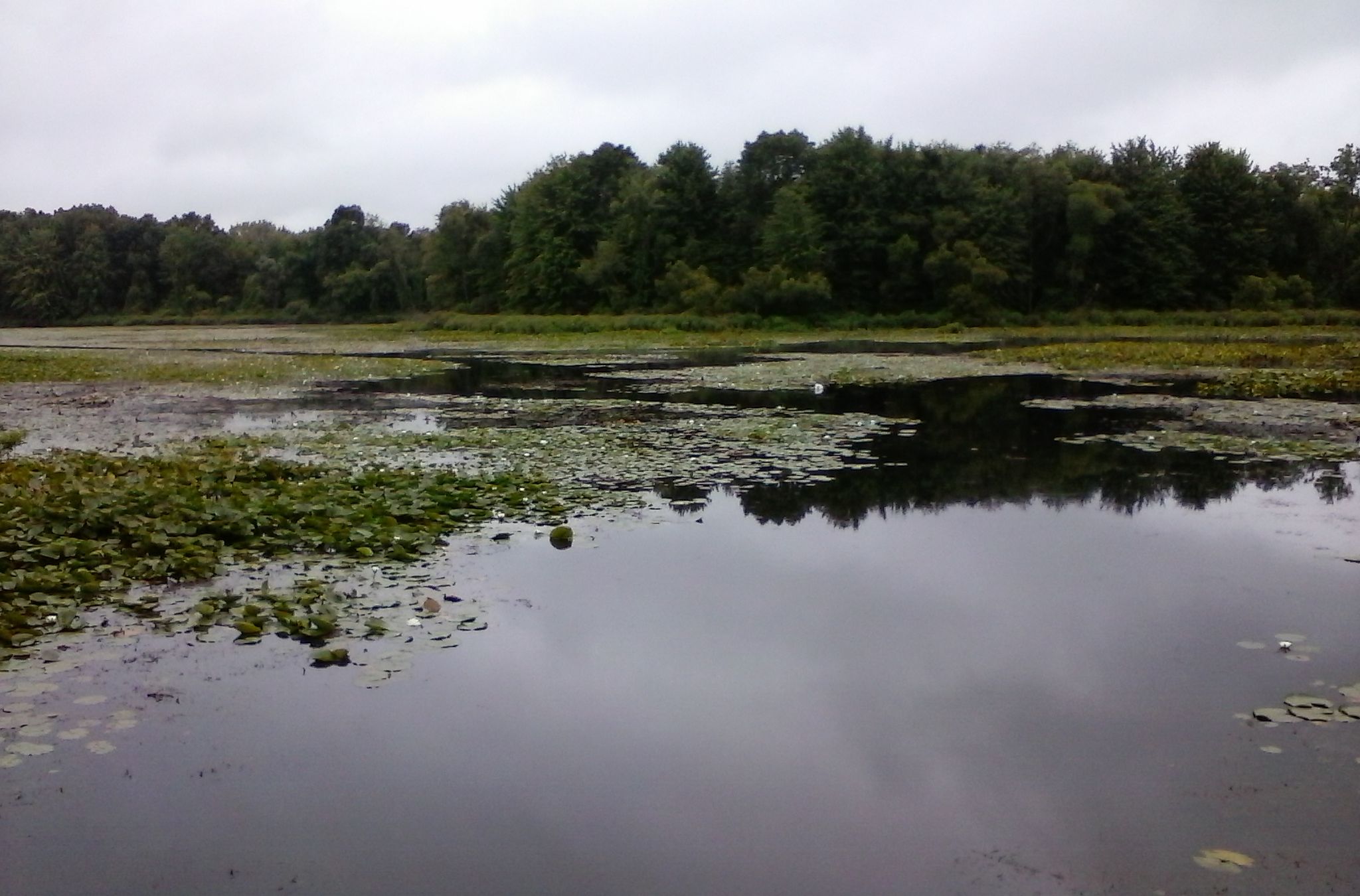 Overcast view of a marshy lake with lily pads and dense forest. - Winn Loop