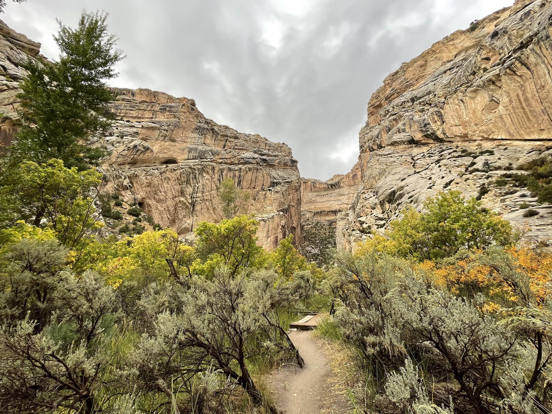 Narrow path leading into a canyon with tall rock walls and green foliage.
