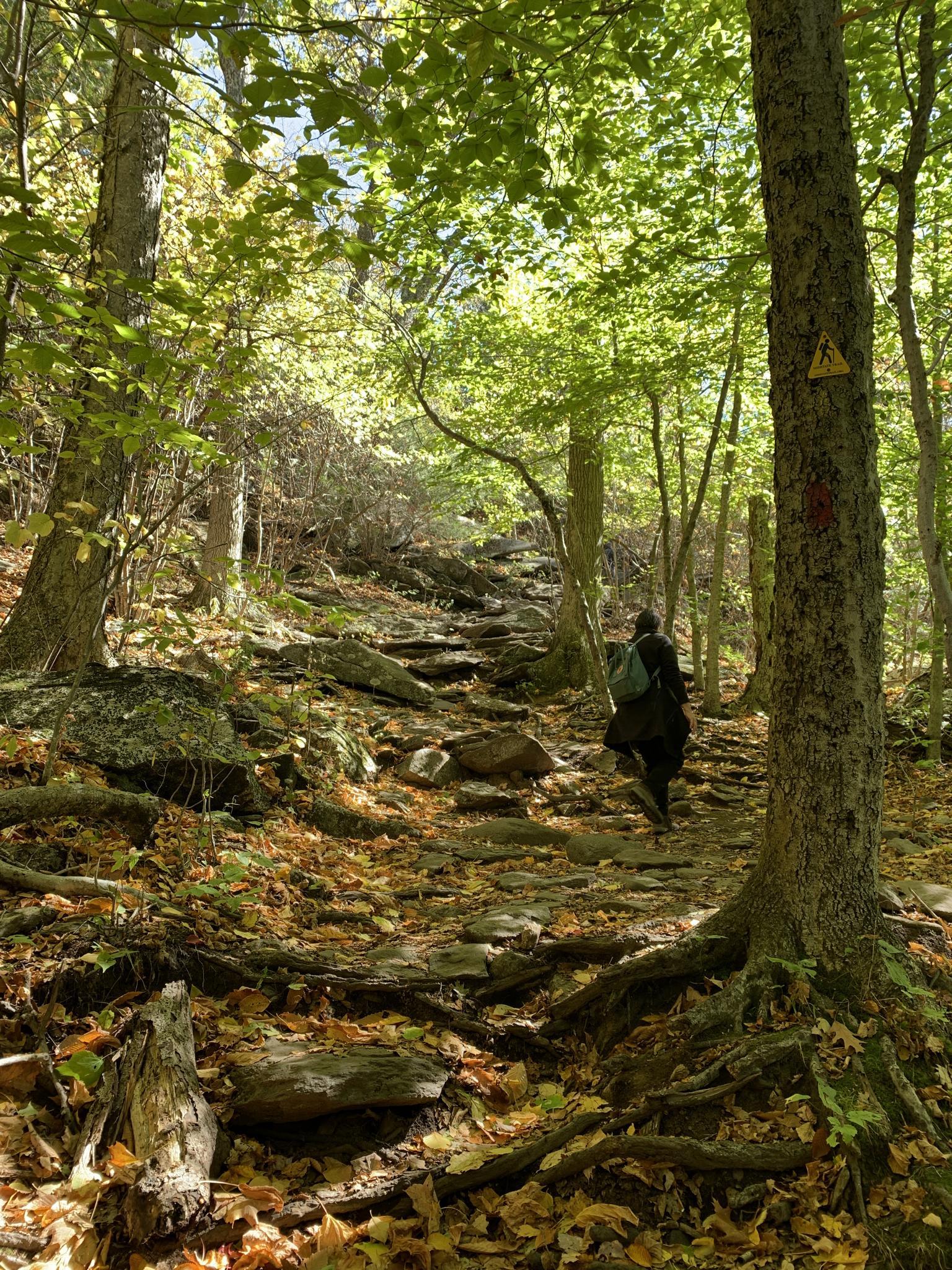 A person hikes up a steep, rocky forest path with dappled sunlight.