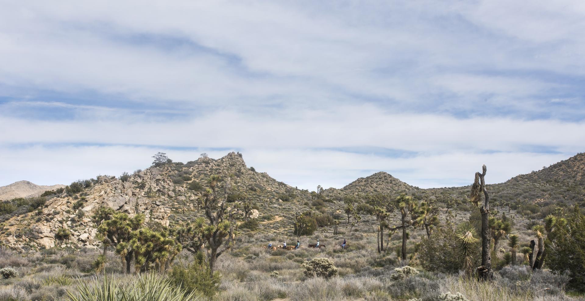 Wide desert landscape with numerous Joshua trees and rocky mountains under a cloudy sky.