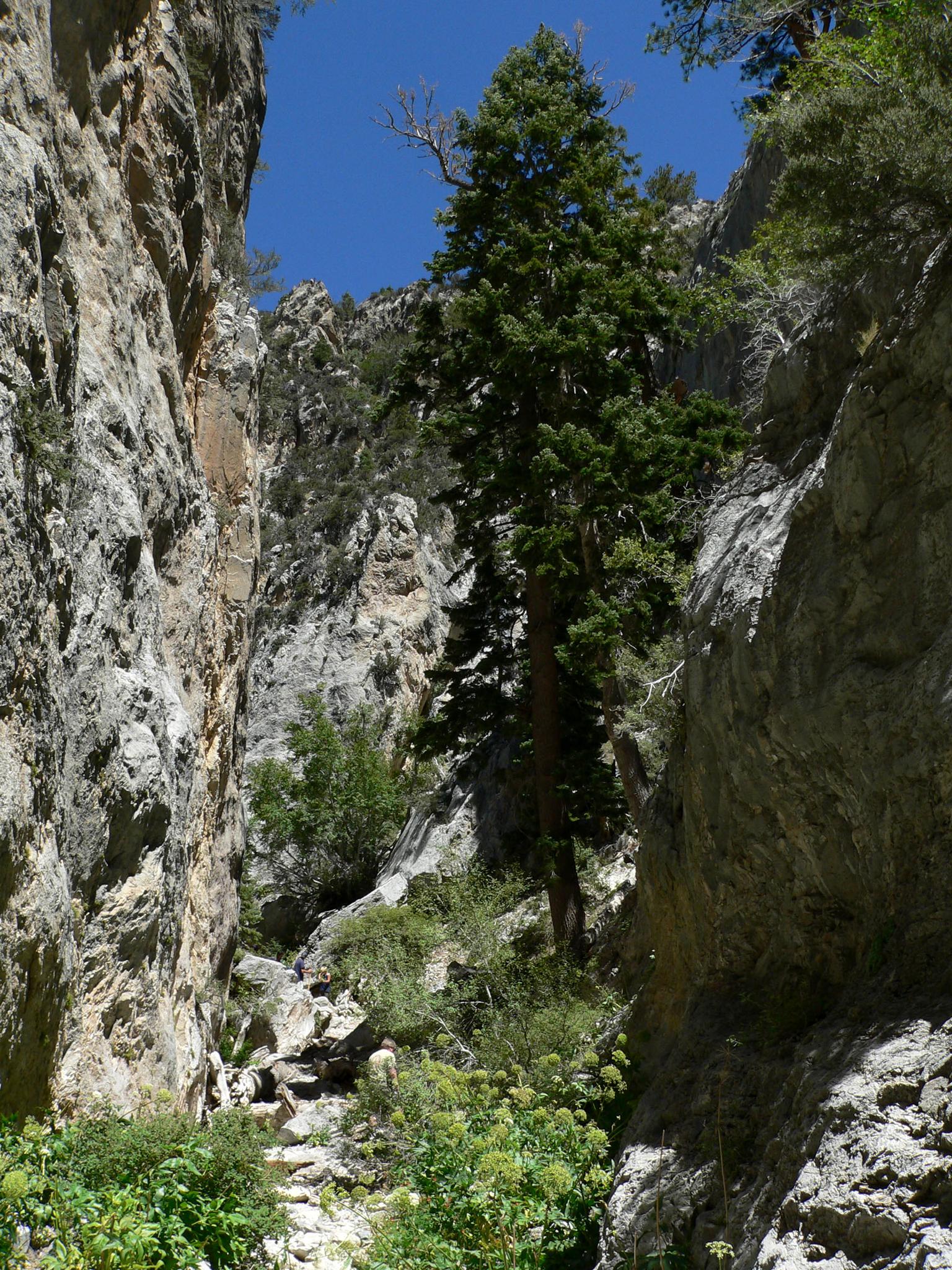 Tall pine tree growing in a narrow, rocky canyon under a blue sky.