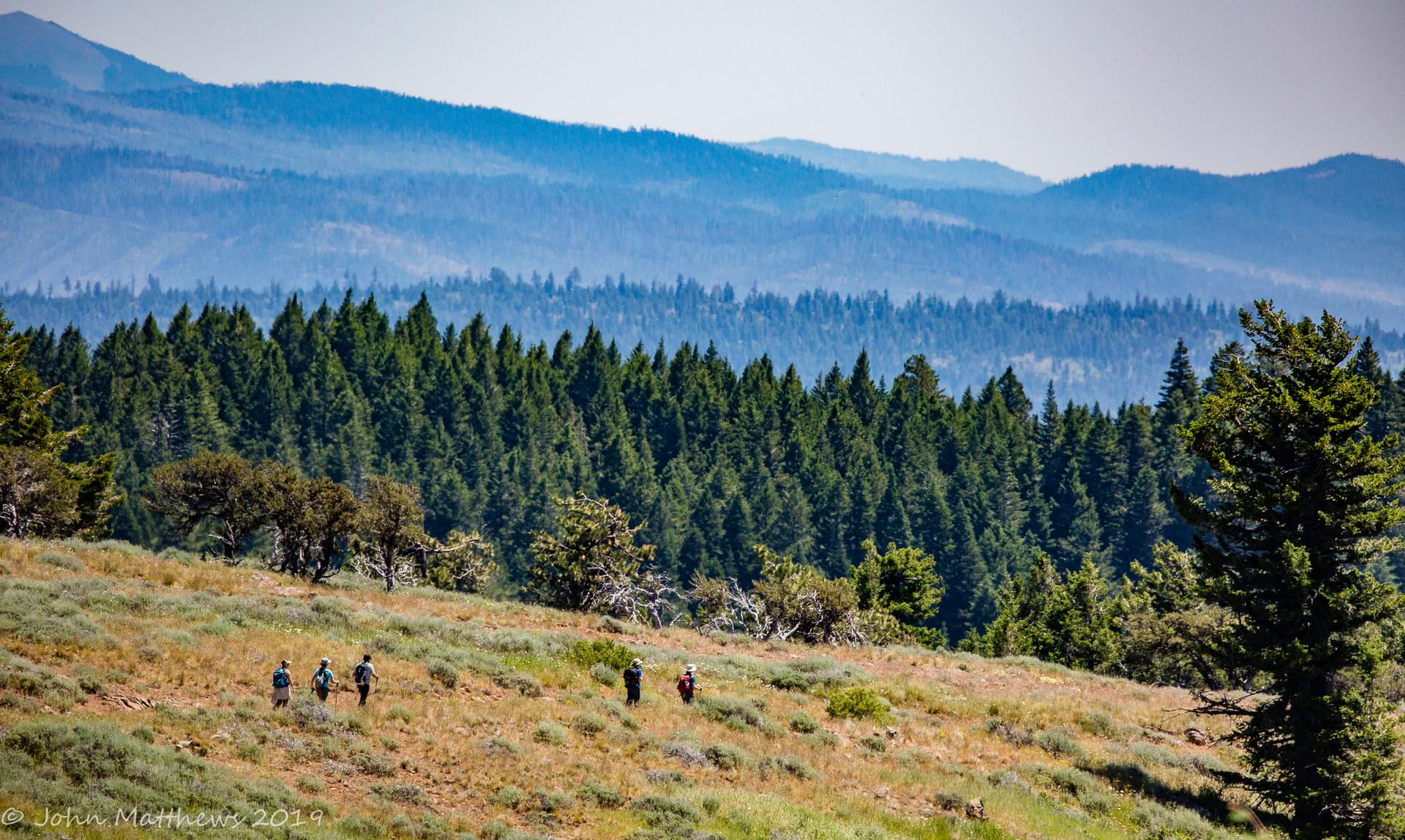 Hikers traverse a sunny, grassy hillside with a dense forest and distant mountains.