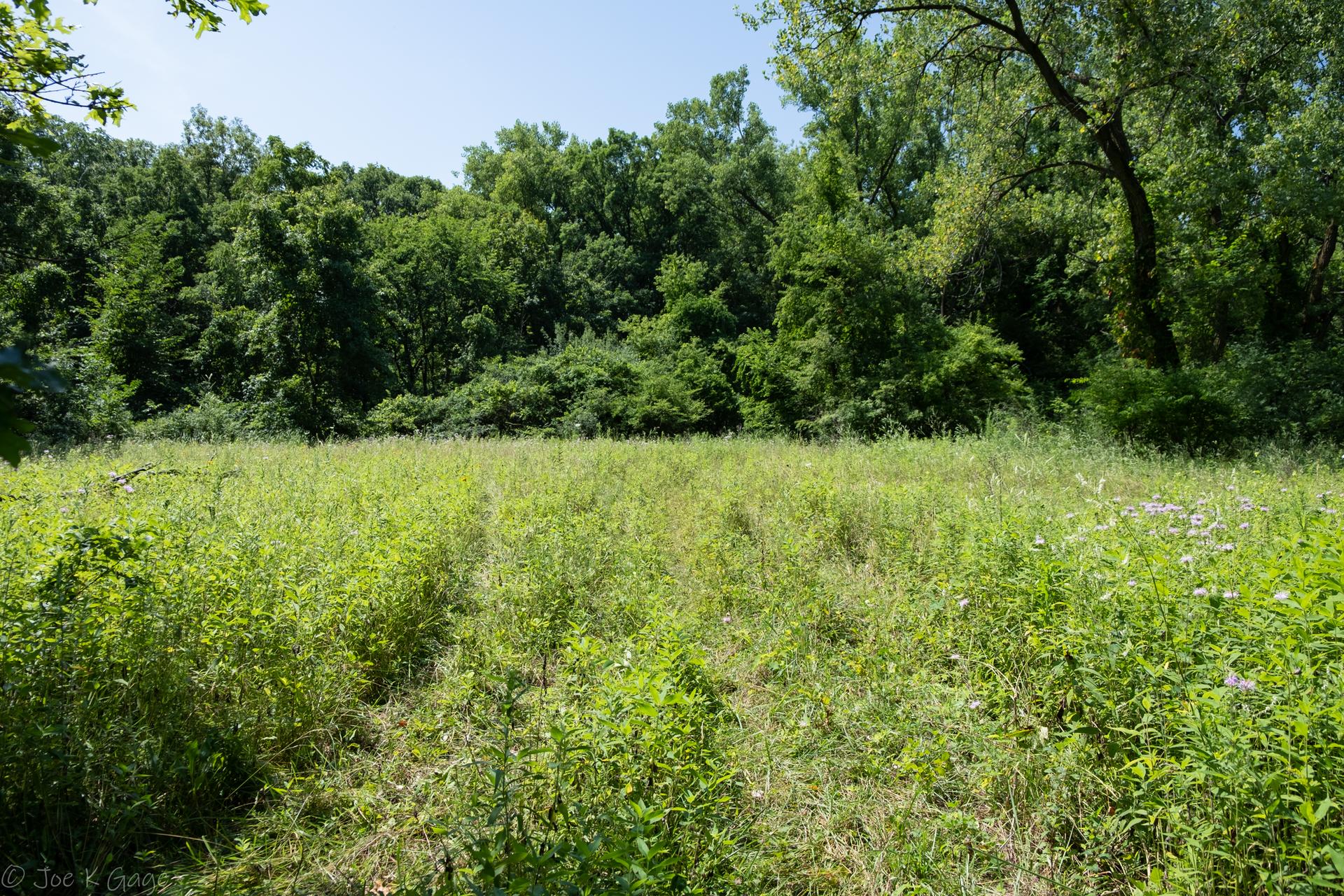 Vast green field with tall grass and dense forest under a bright sky.