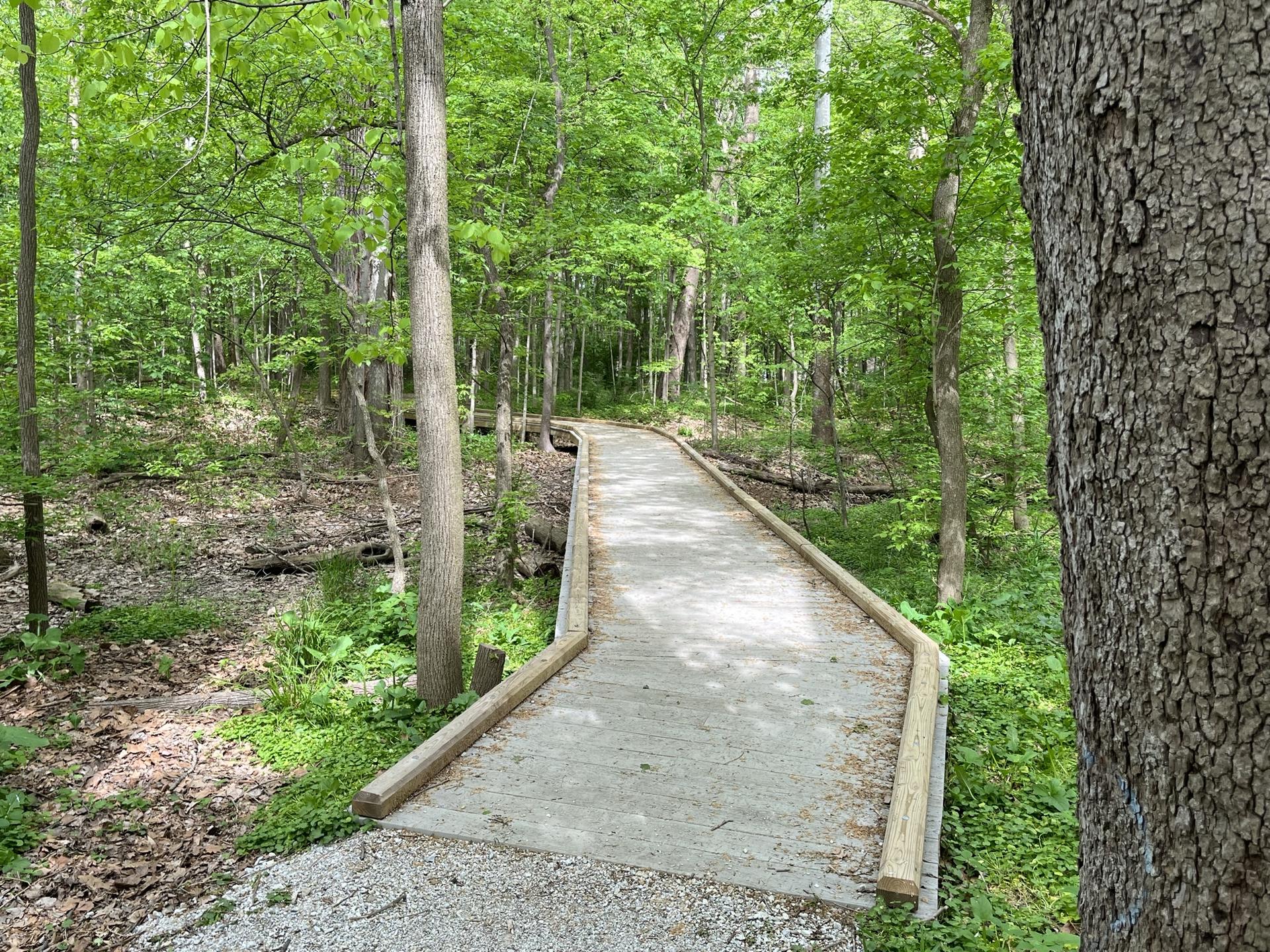 A wooden boardwalk winds through a lush, sunlit green forest.