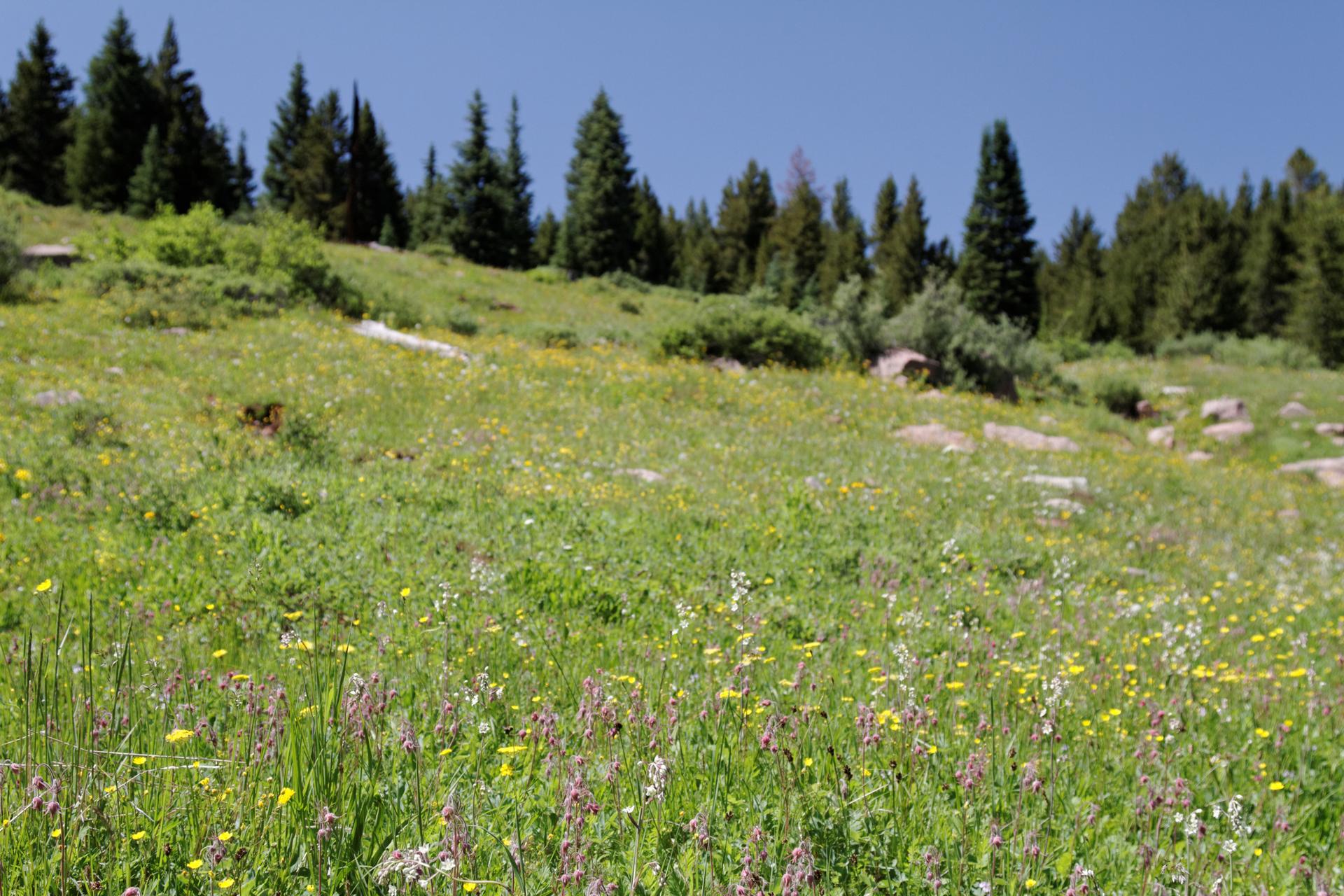 Sunny mountain meadow with wildflowers and pine trees under a clear blue sky.