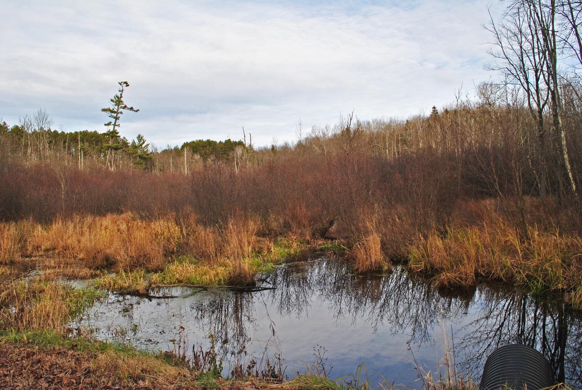 Wetland with brown grasses, bare trees, and a culvert under cloudy skies.