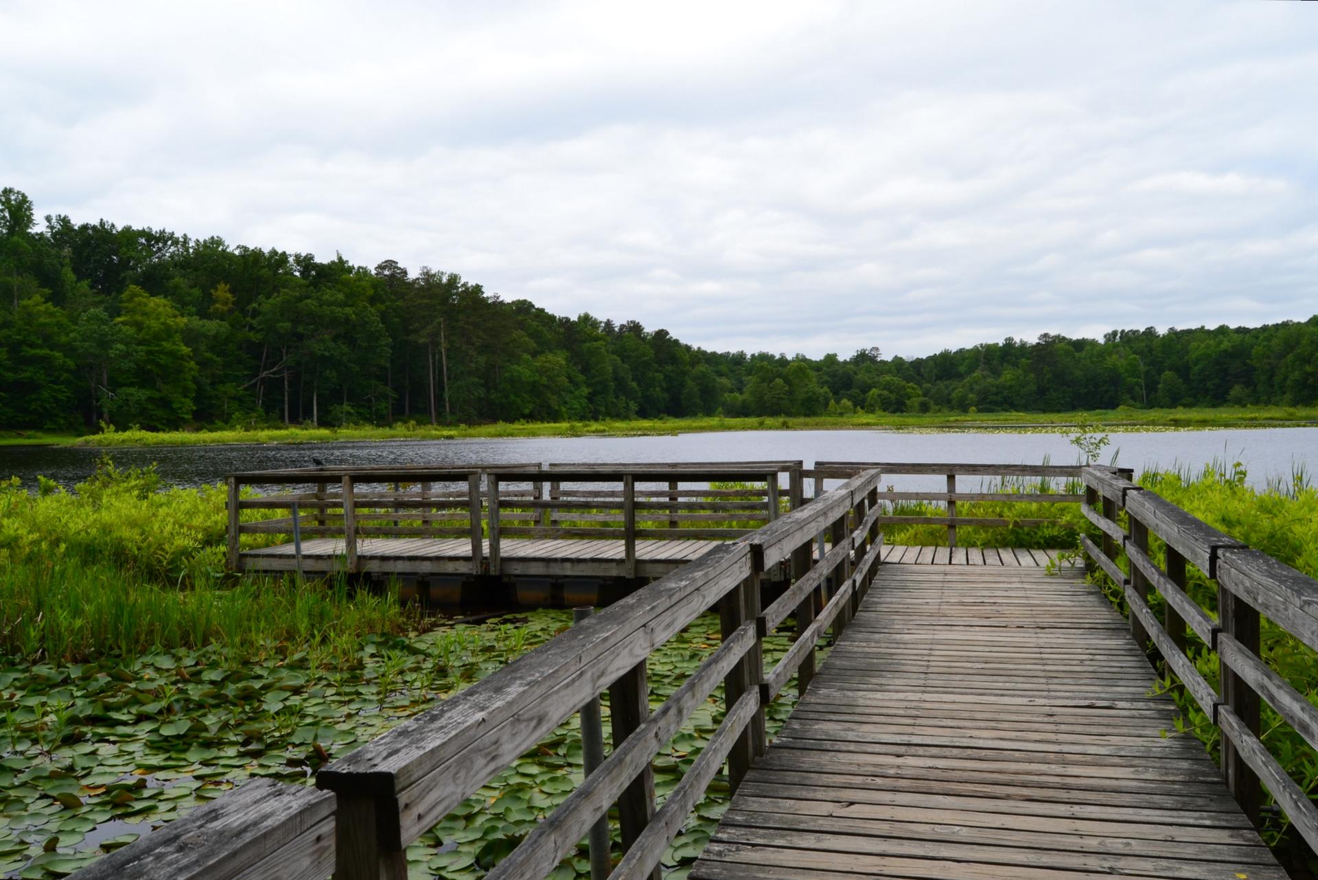 Wooden boardwalk extends over a lake with lily pads, surrounded by green forest.