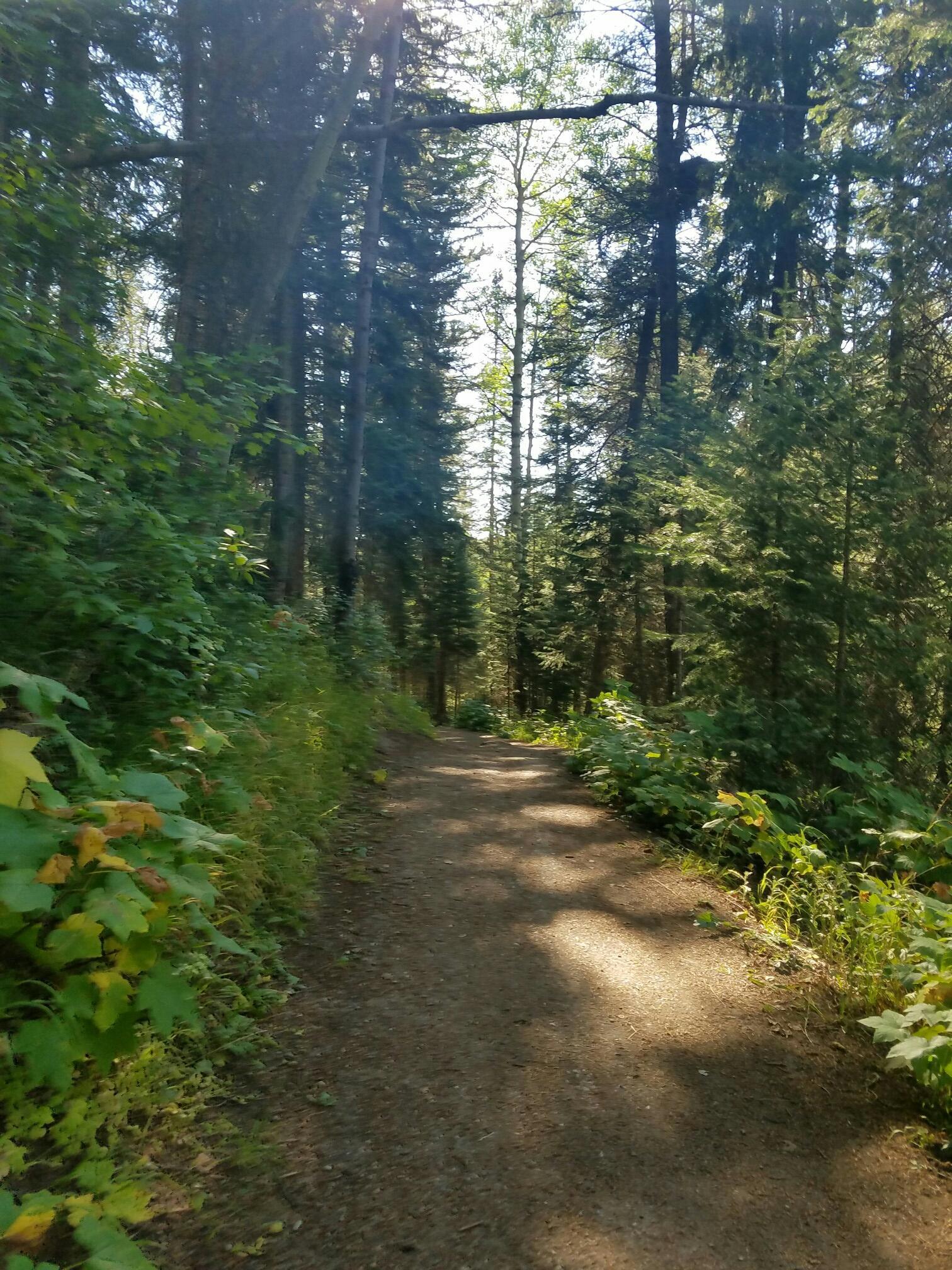 A shaded dirt path winding through a dense forest with dappled sunlight.