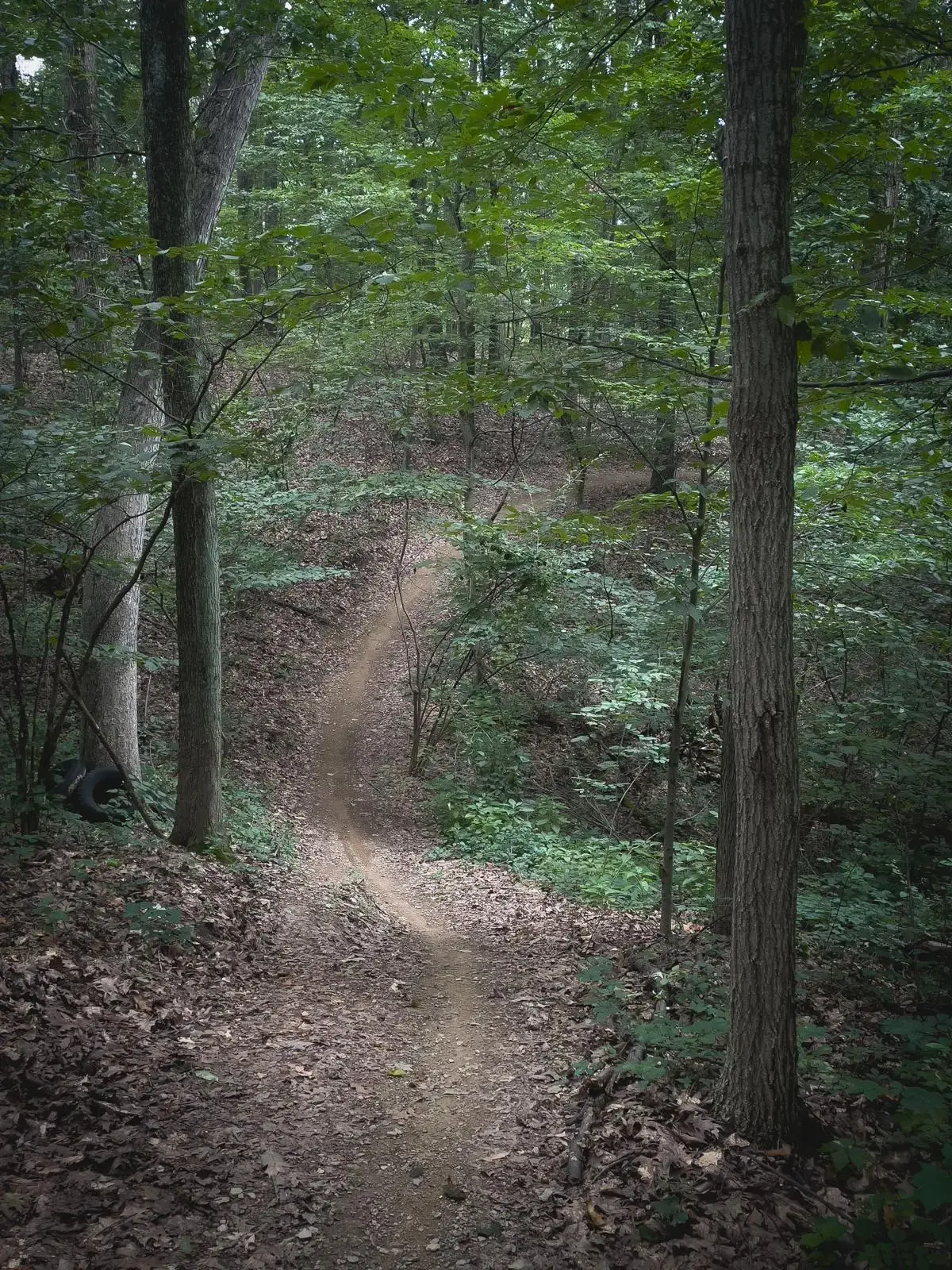 A winding dirt path through a dense, dark green forest on an overcast day.