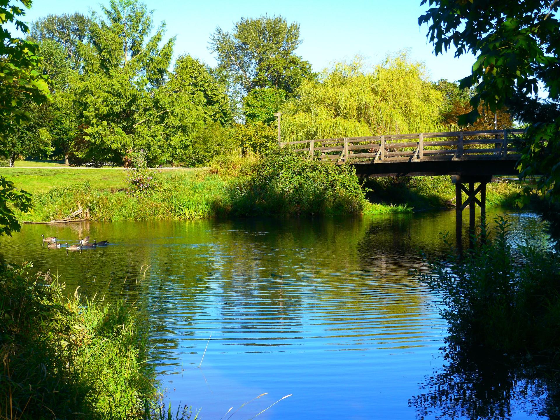 Wooden bridge over a calm river with ducks and lush green trees.