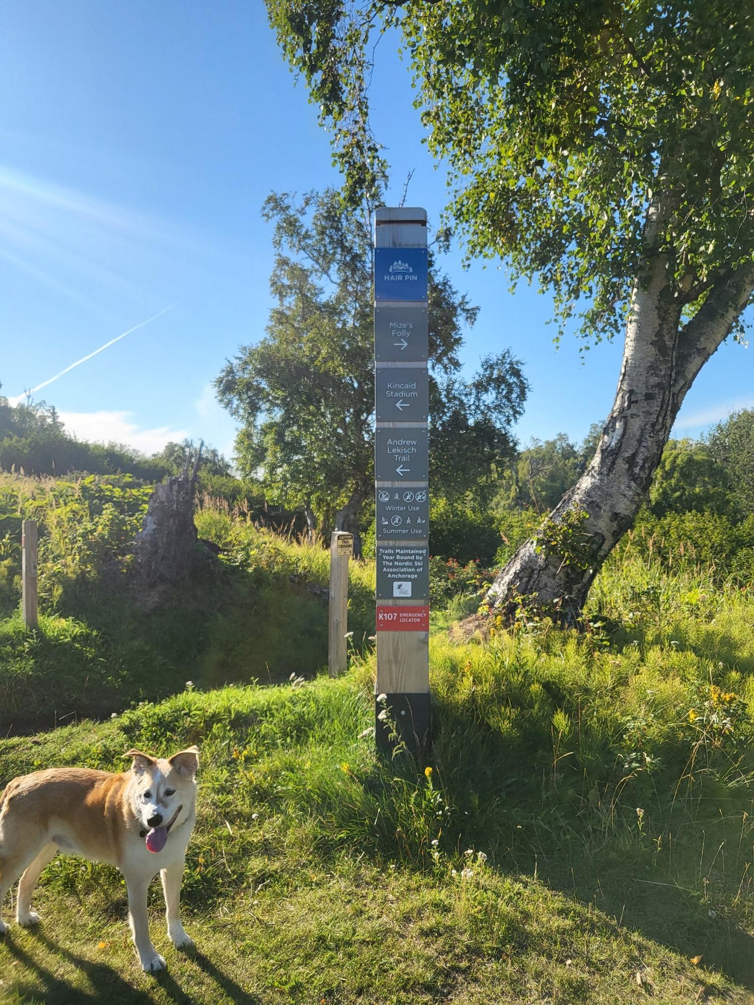 A happy dog stands by a tall signpost on a sunny day.